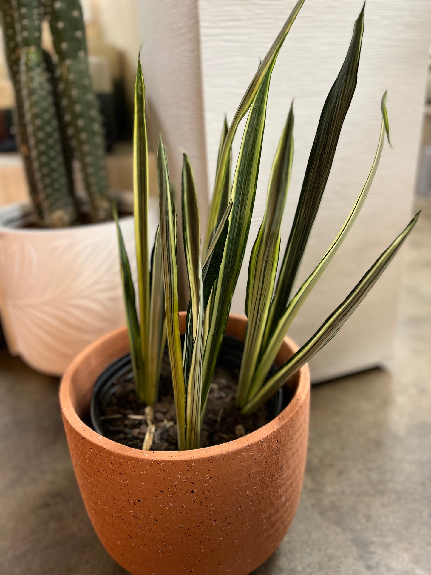 Sansevieria Bantel
