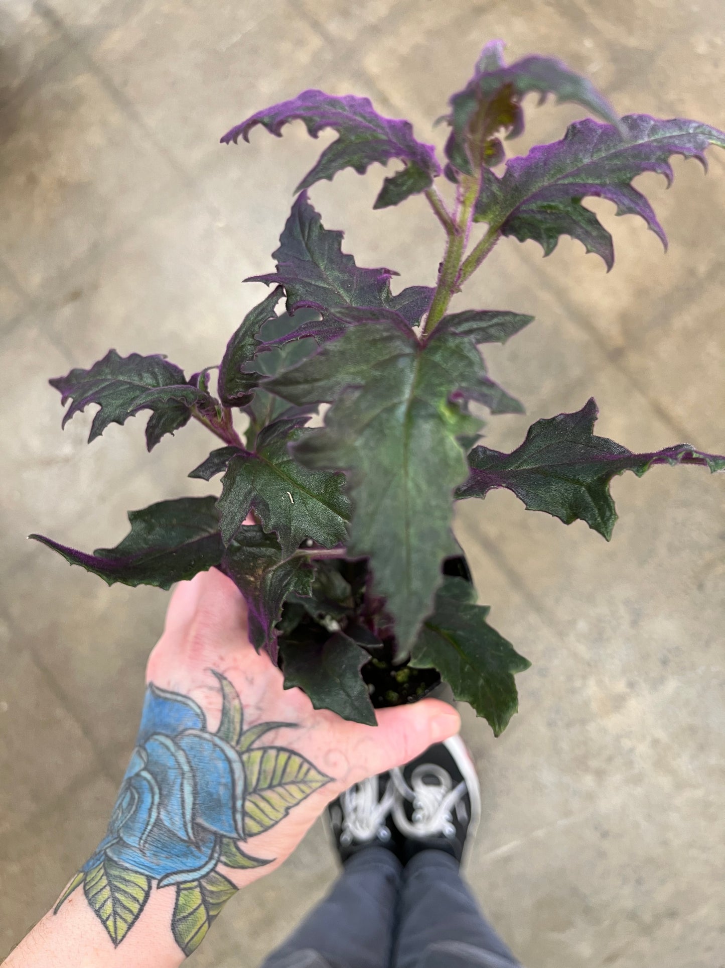 Gynura Purple Passion