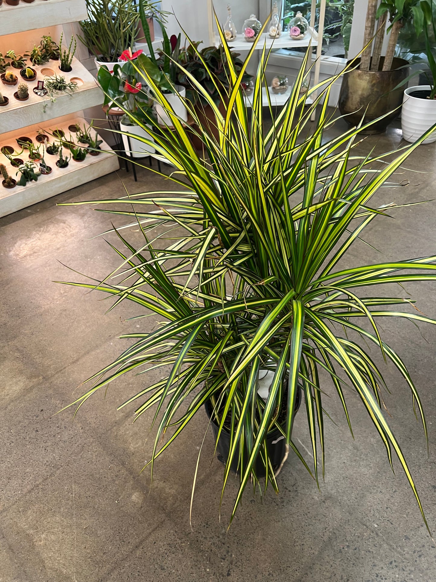 Dracaena Kiwi