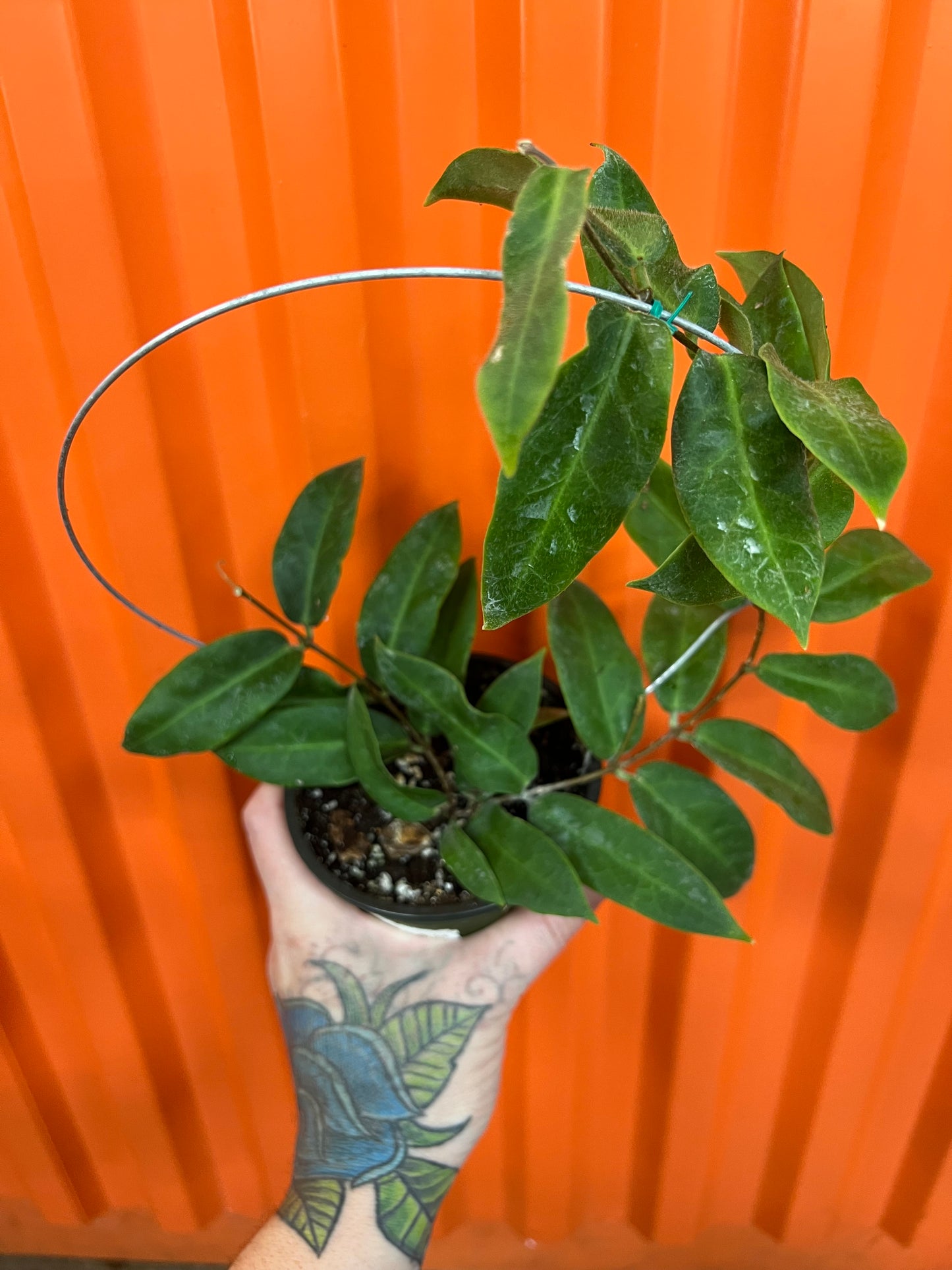 Hoya Patella Pink Flower