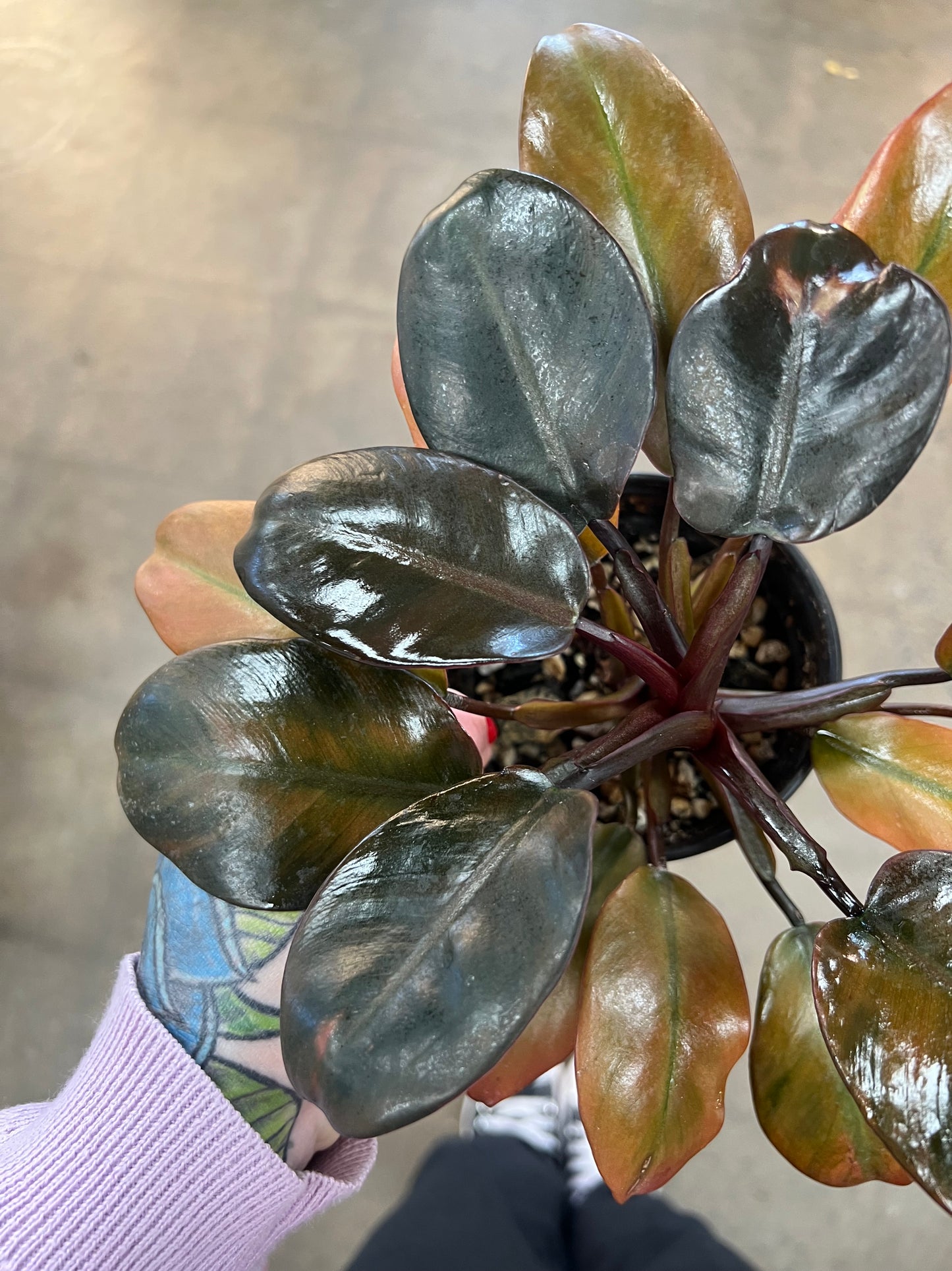 Philodendron Caramel Hybrid