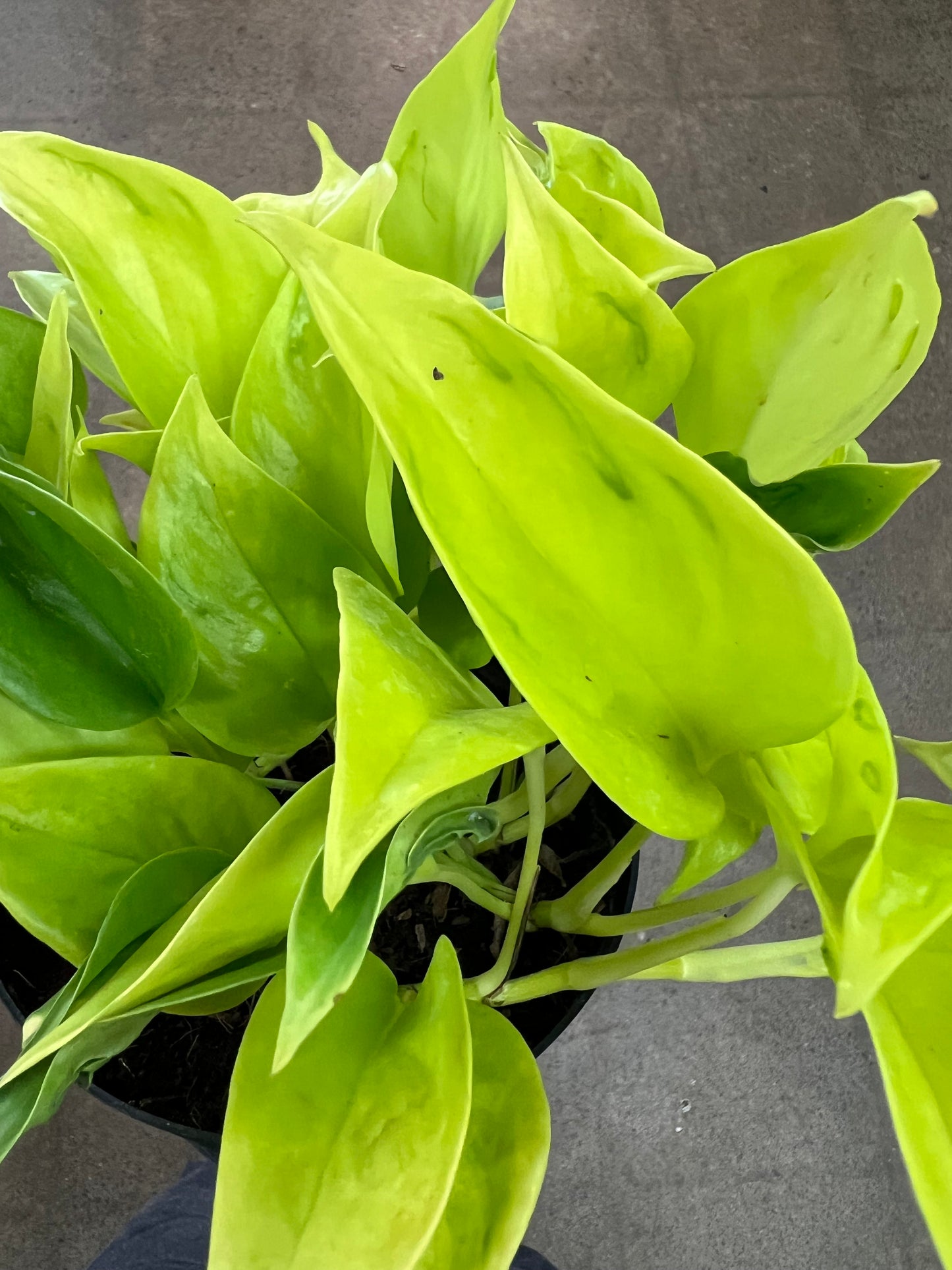 Pothos Teruno Champs Elysees