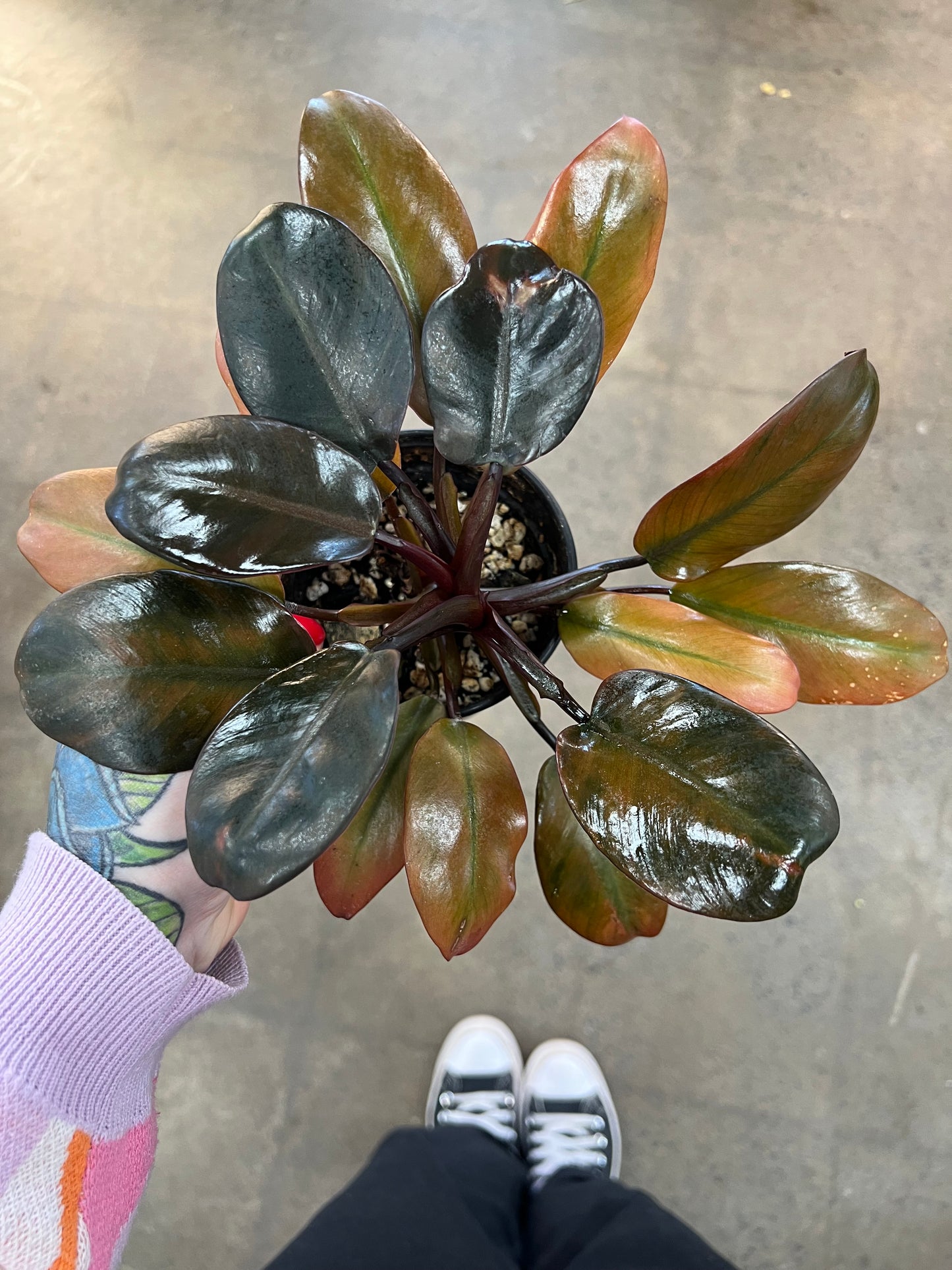 Philodendron Caramel Hybrid