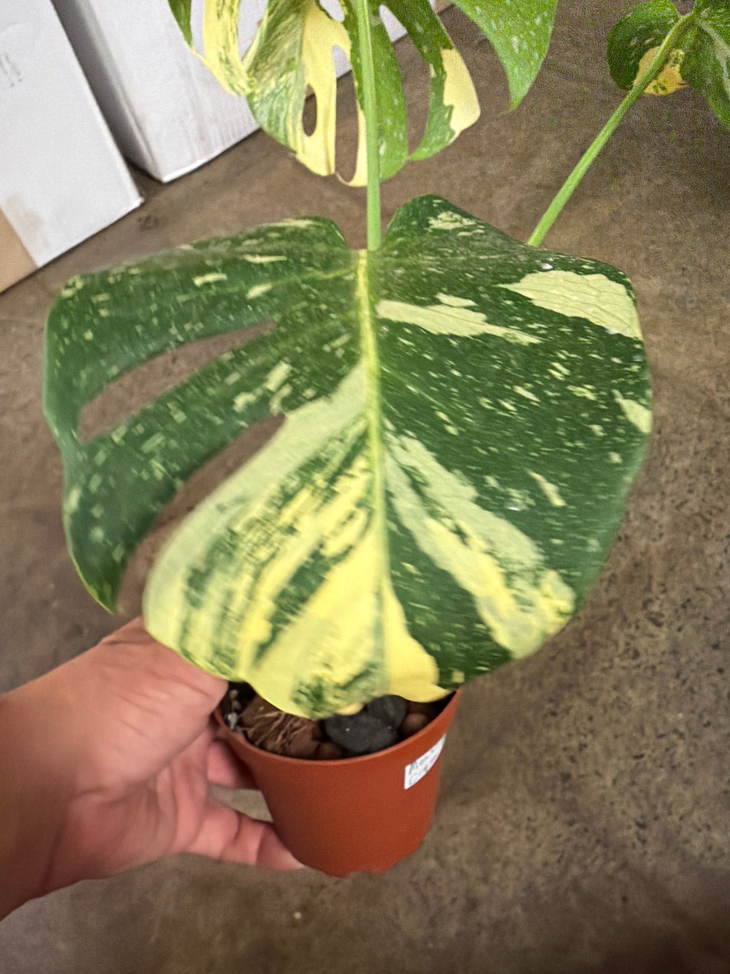 Monstera Crème Brulée