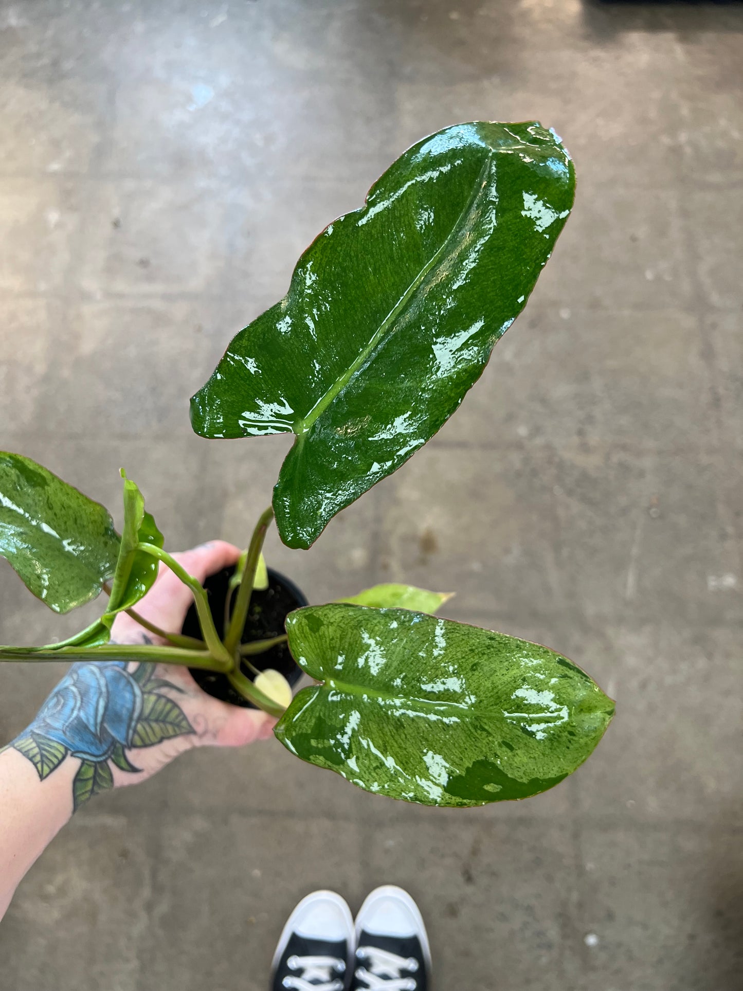 Philodendron Paradiso Verde