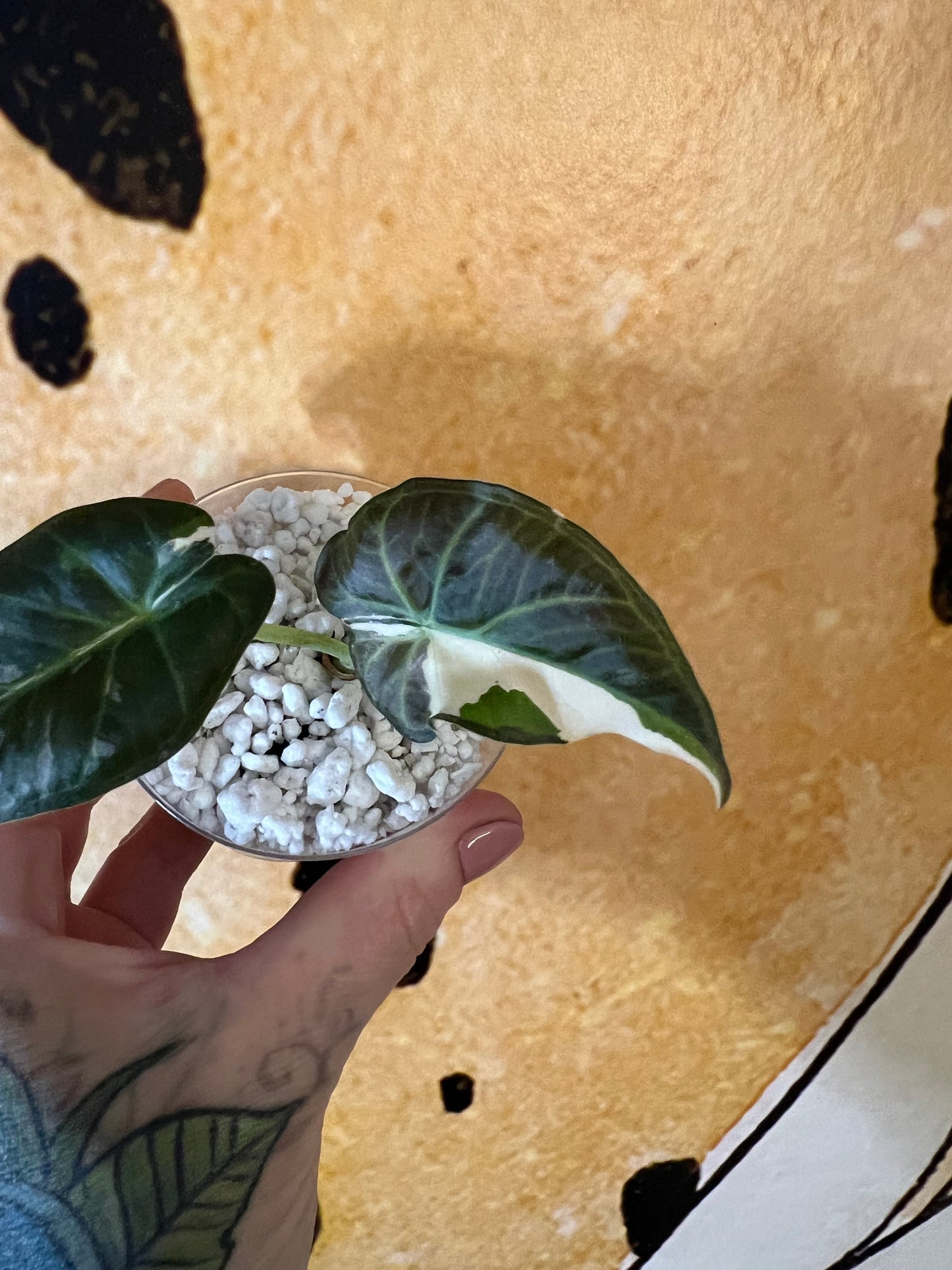 Alocasia Regal Shield Albo