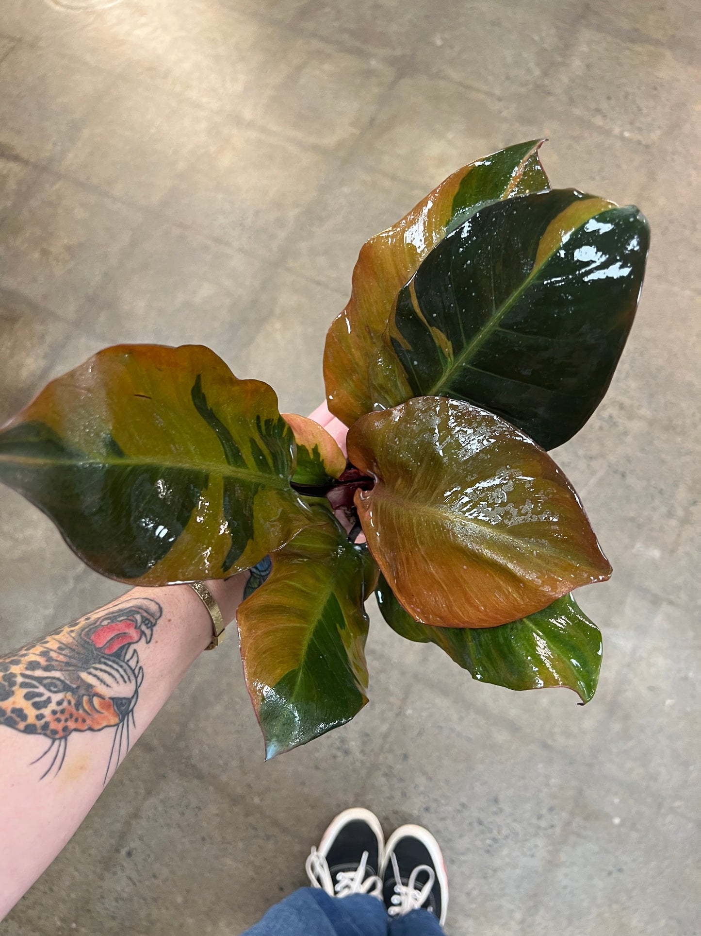 Philodendron Black Cardinal Variegata
