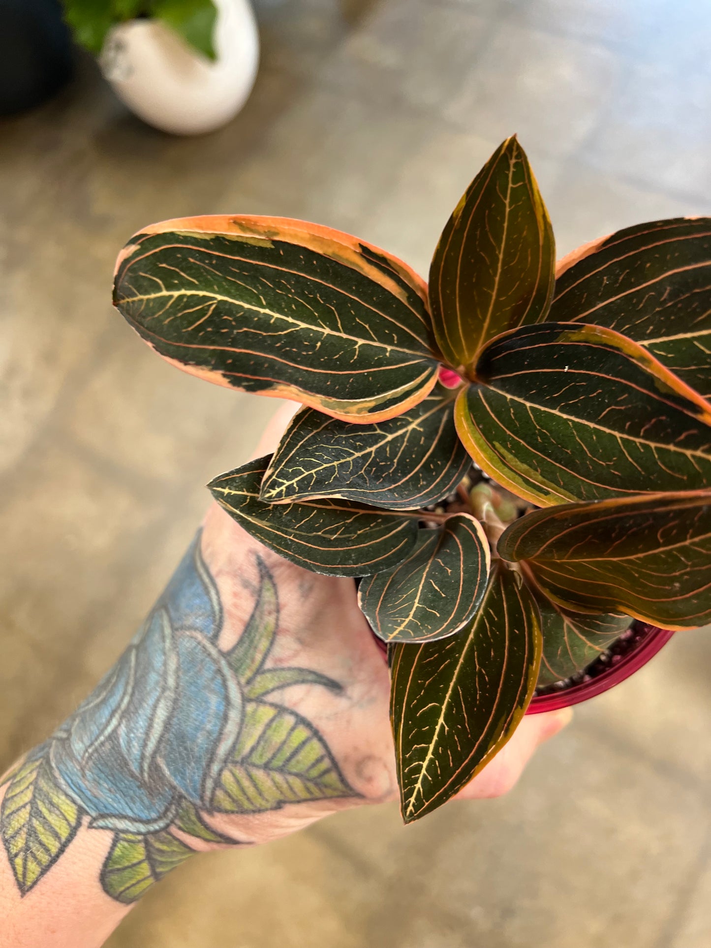 Jewel Orchid / Ludisia discolor