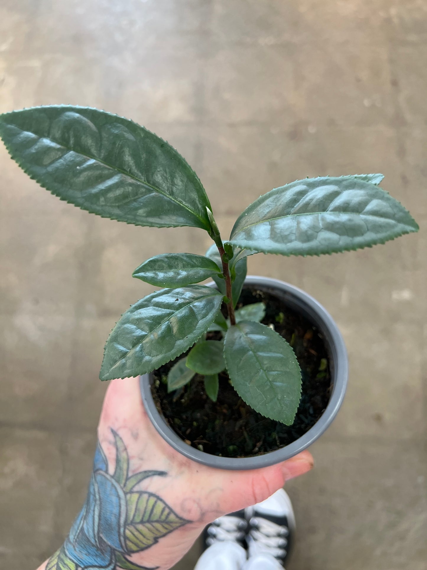 Théier Camellia Sinensis