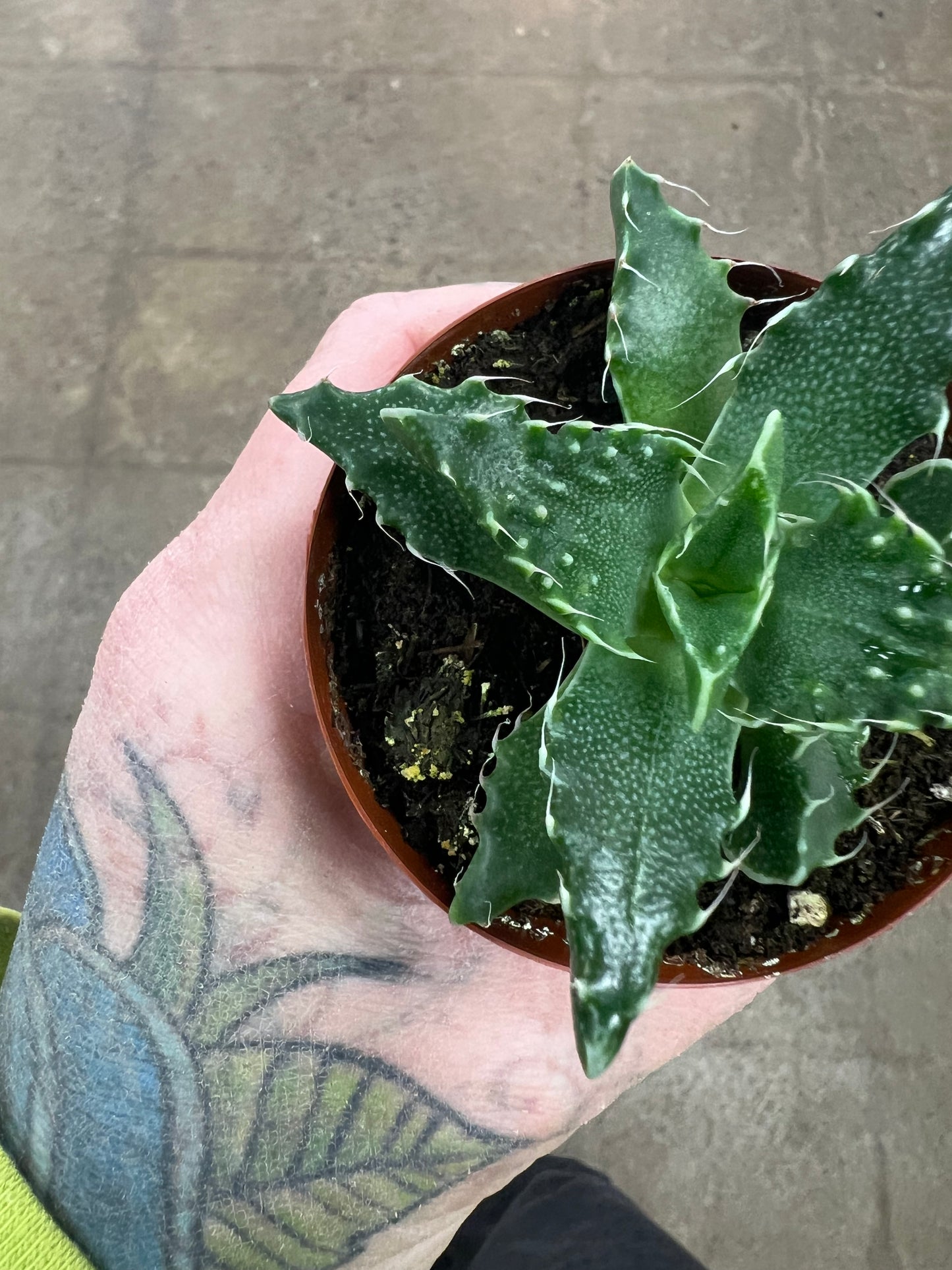Faucaria Tuberculosa