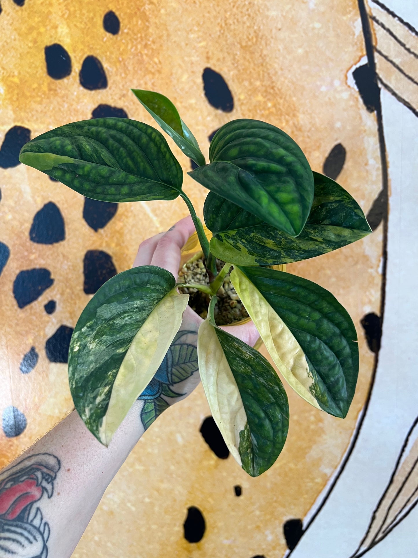 Monstera Peru Variegated