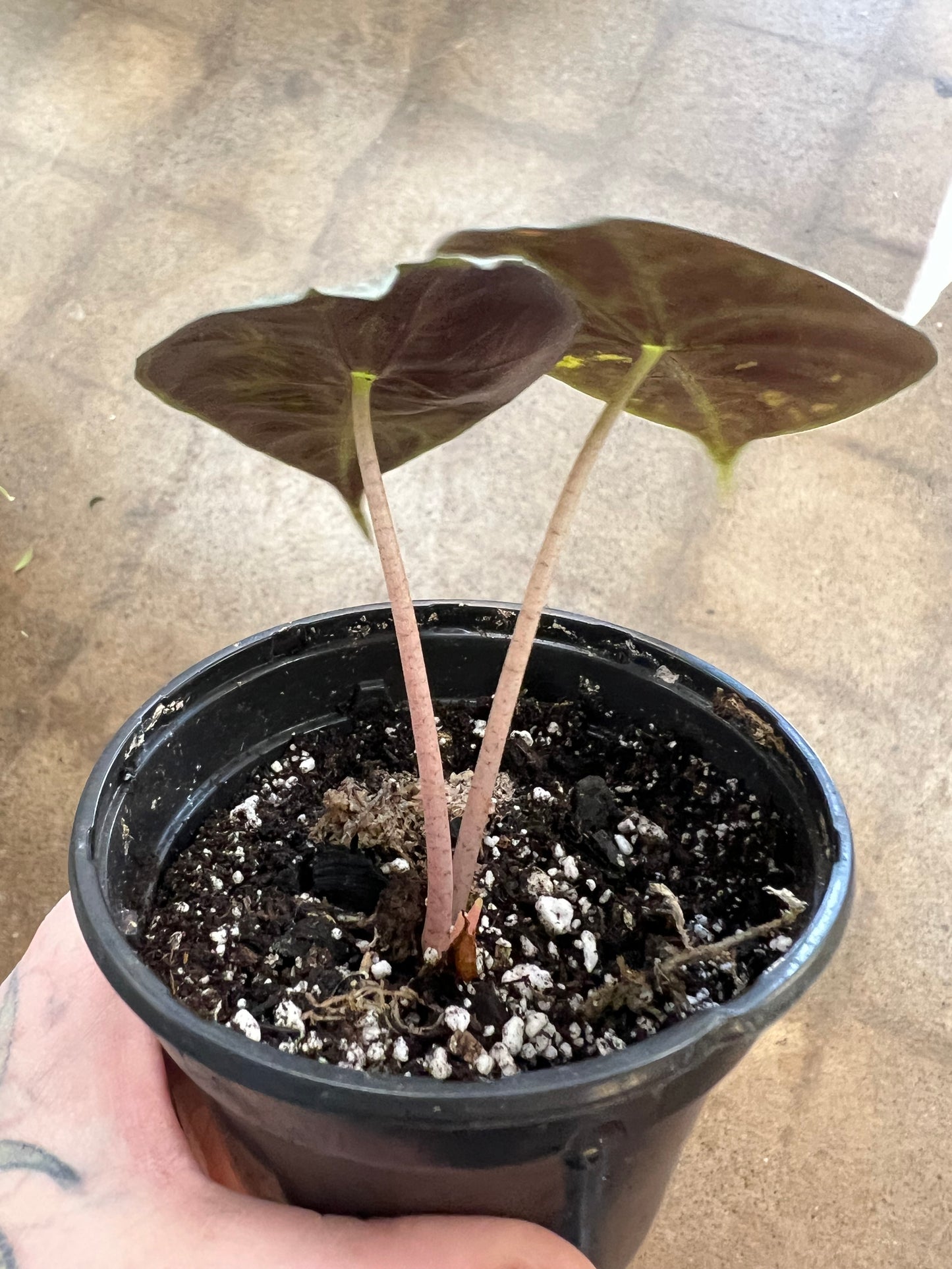 Alocasia Pink Princess