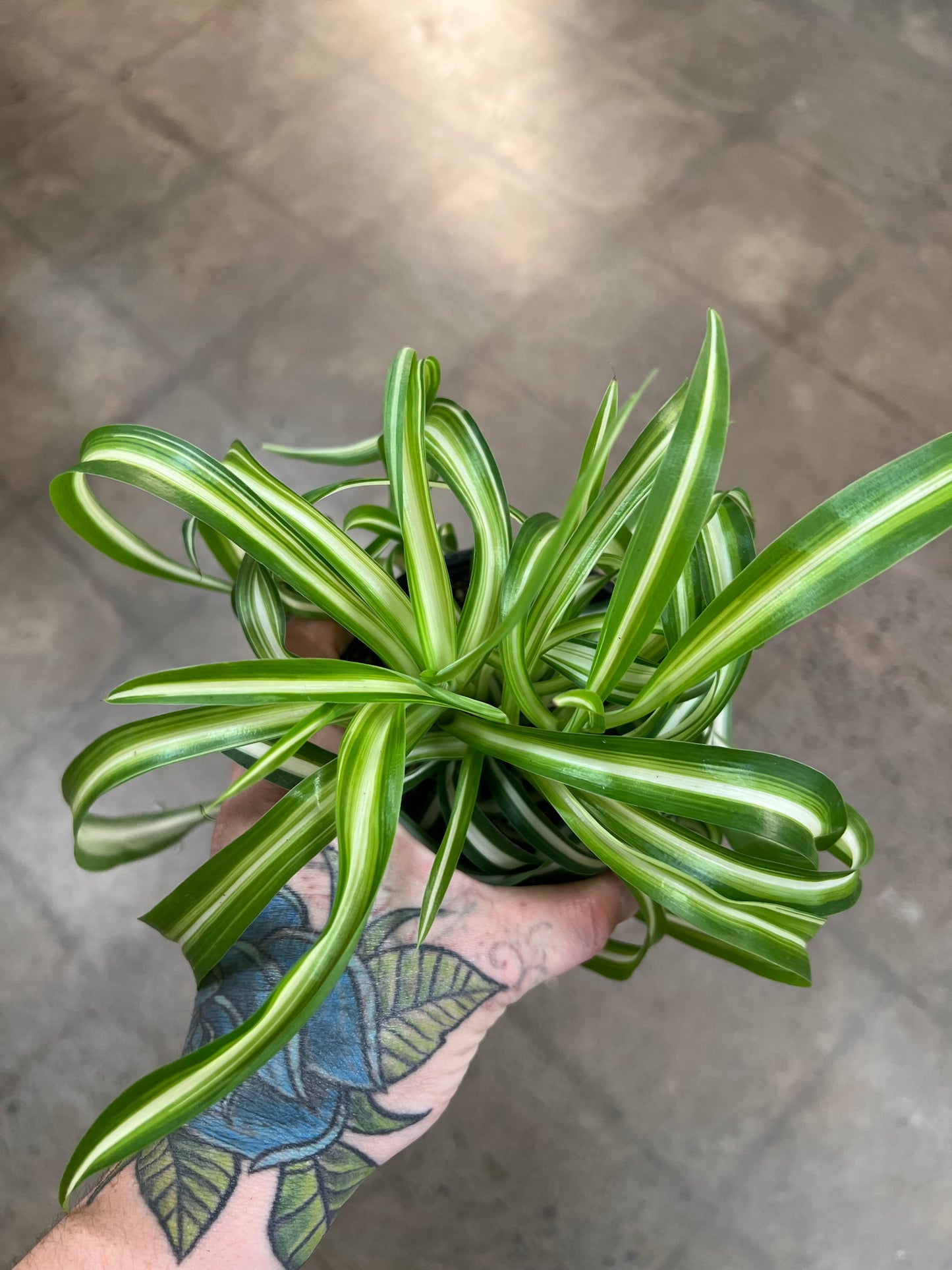 Chlorophytum Asst.