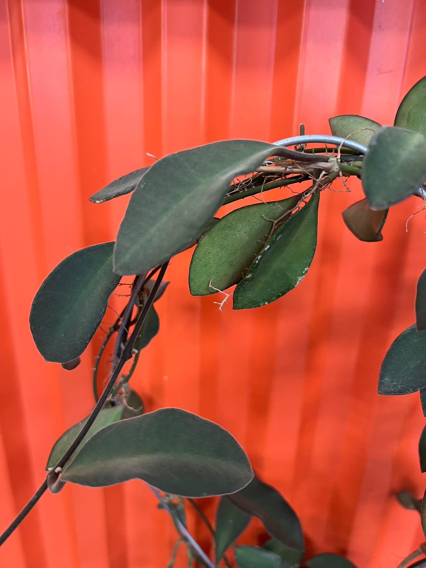 Hoya SP. Burtoniae Phillippines
