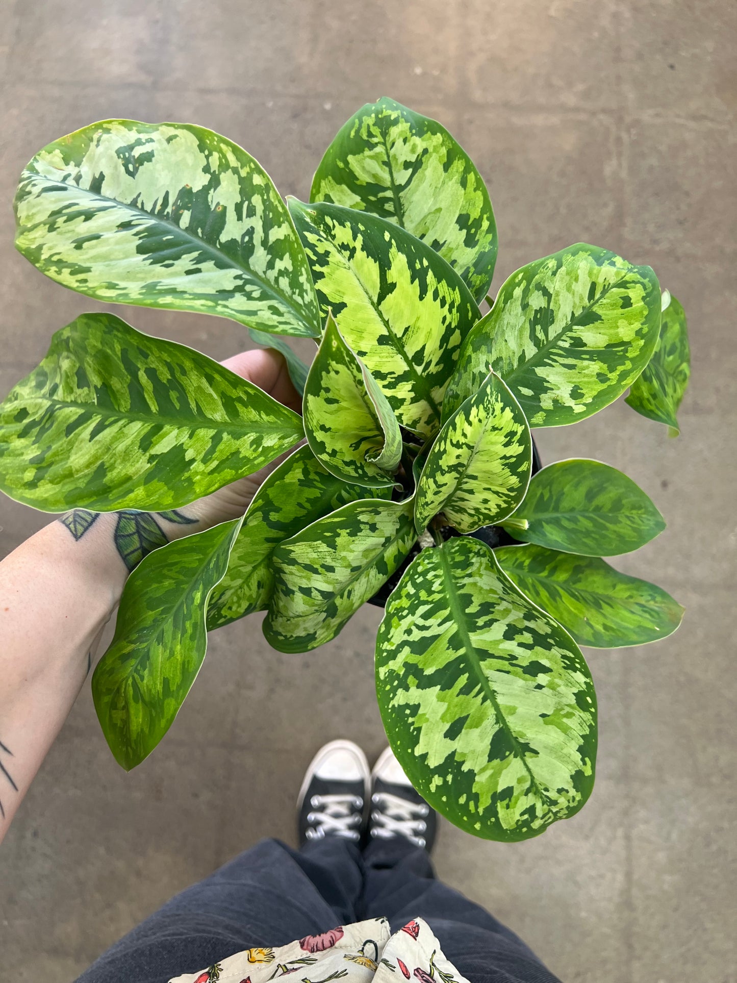 Homalonema Camouflage