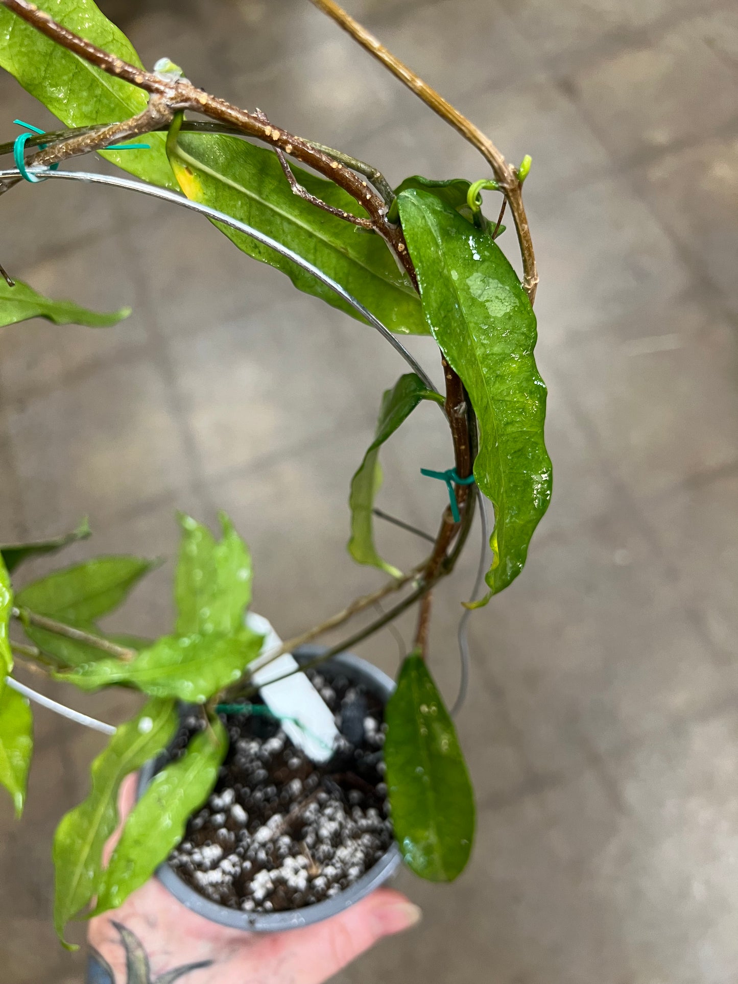 Hoya Mappigera Yellow