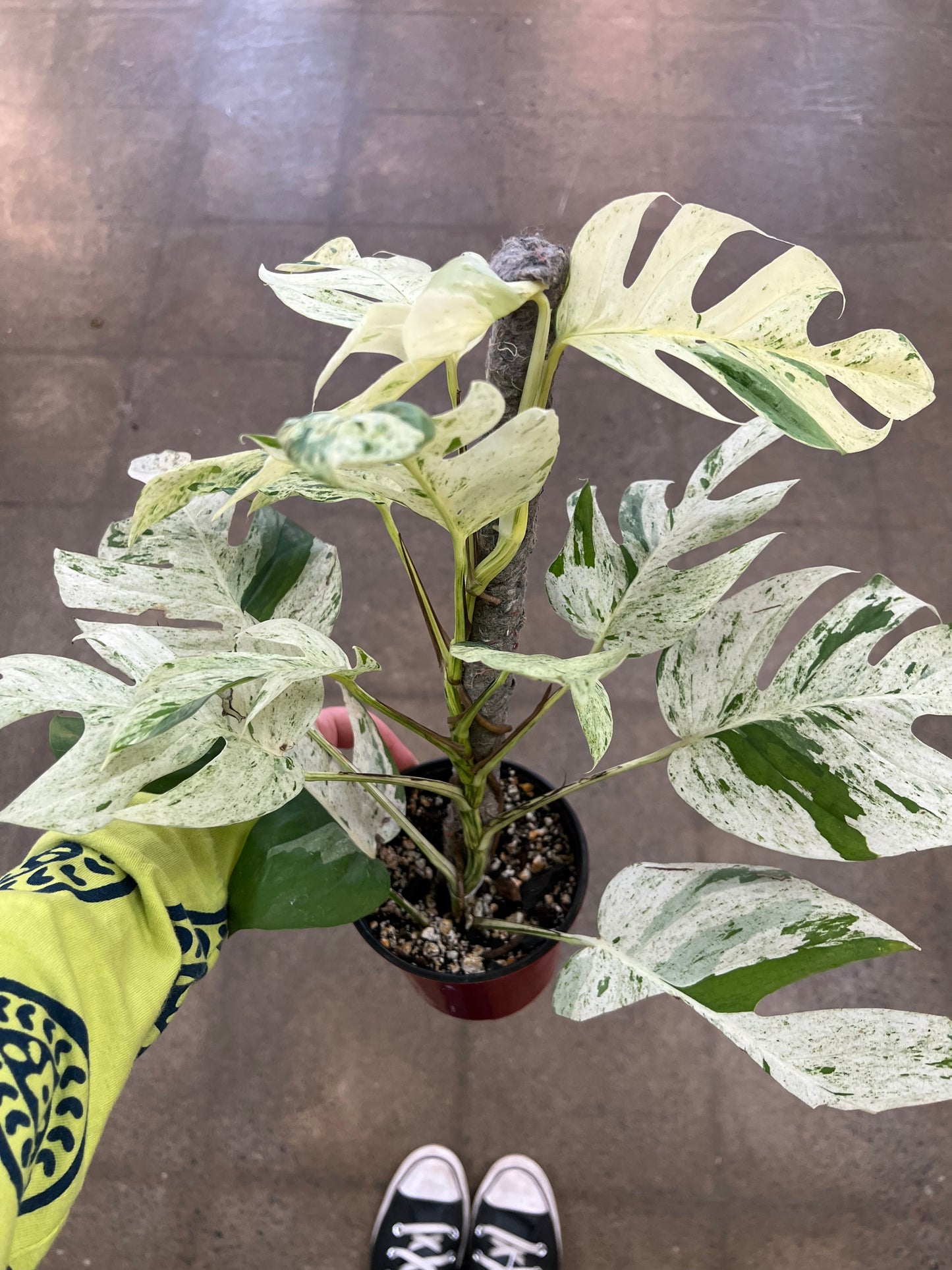 Epipremnum Pinnatum Marble