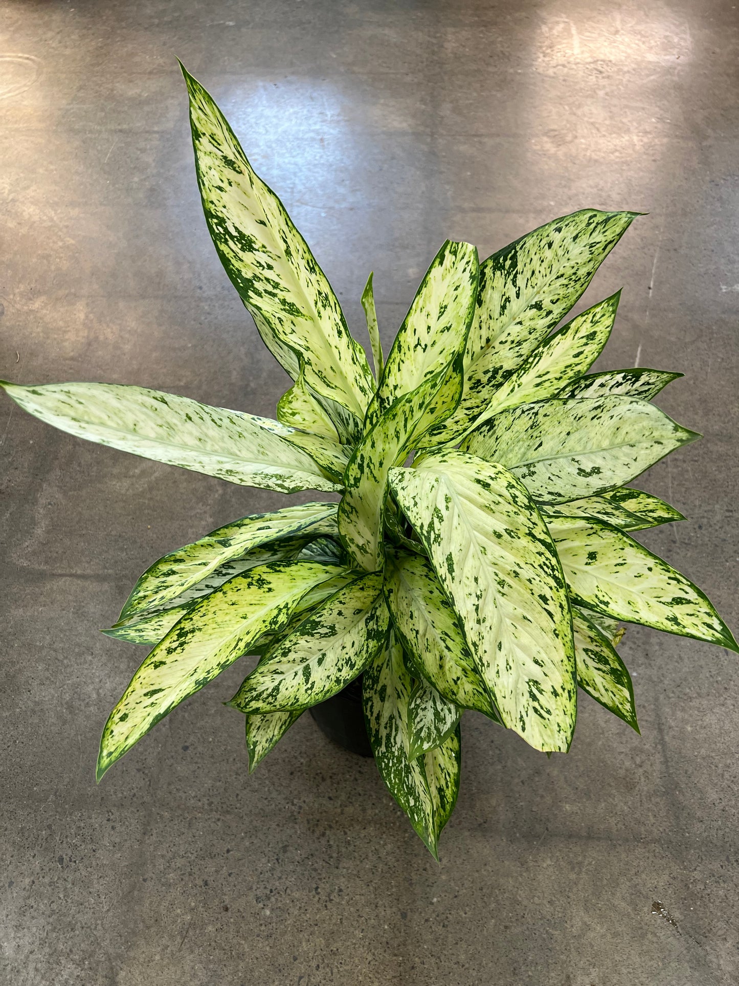 Diffenbachia Star Bright