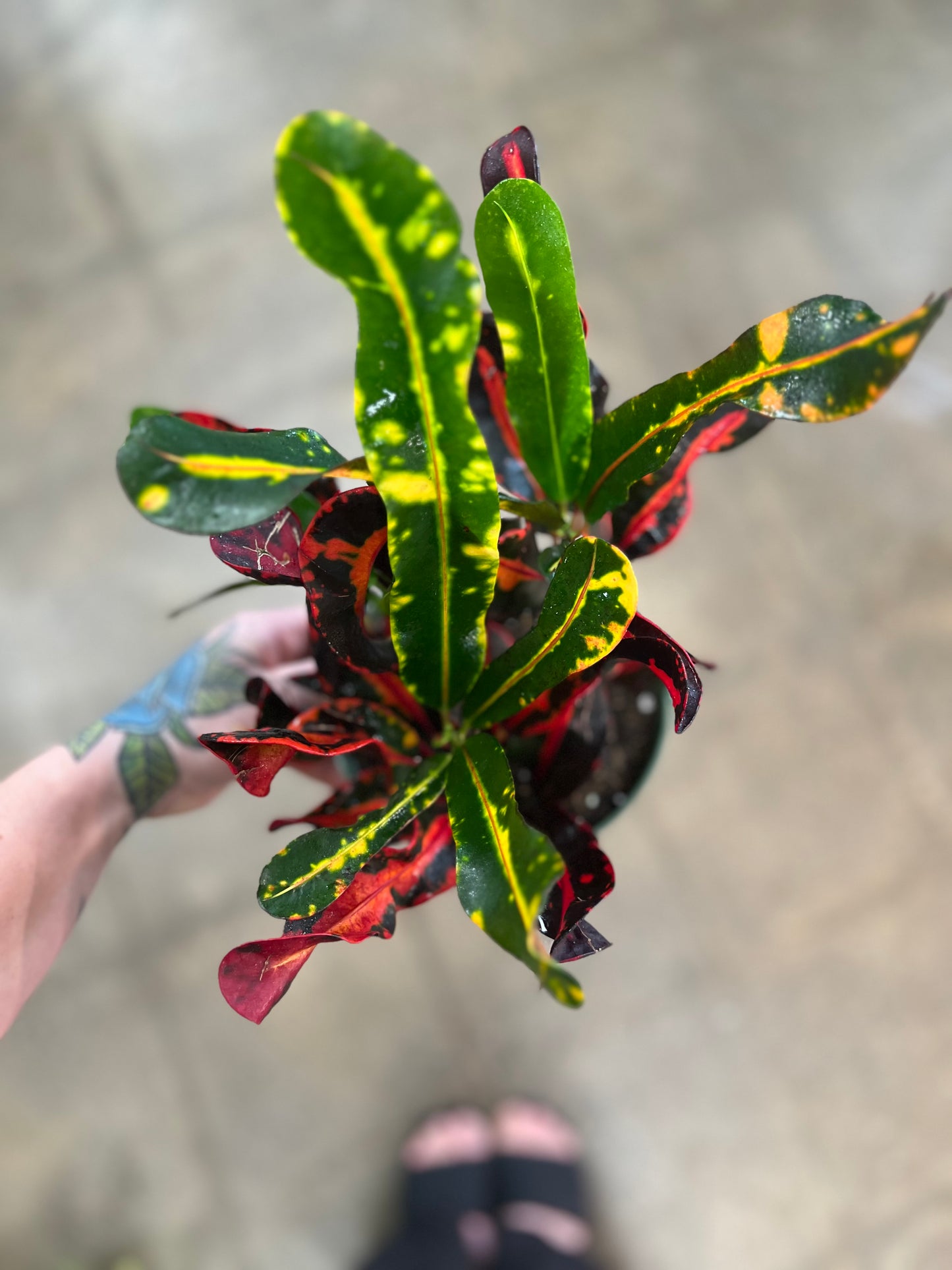 Croton Mammy