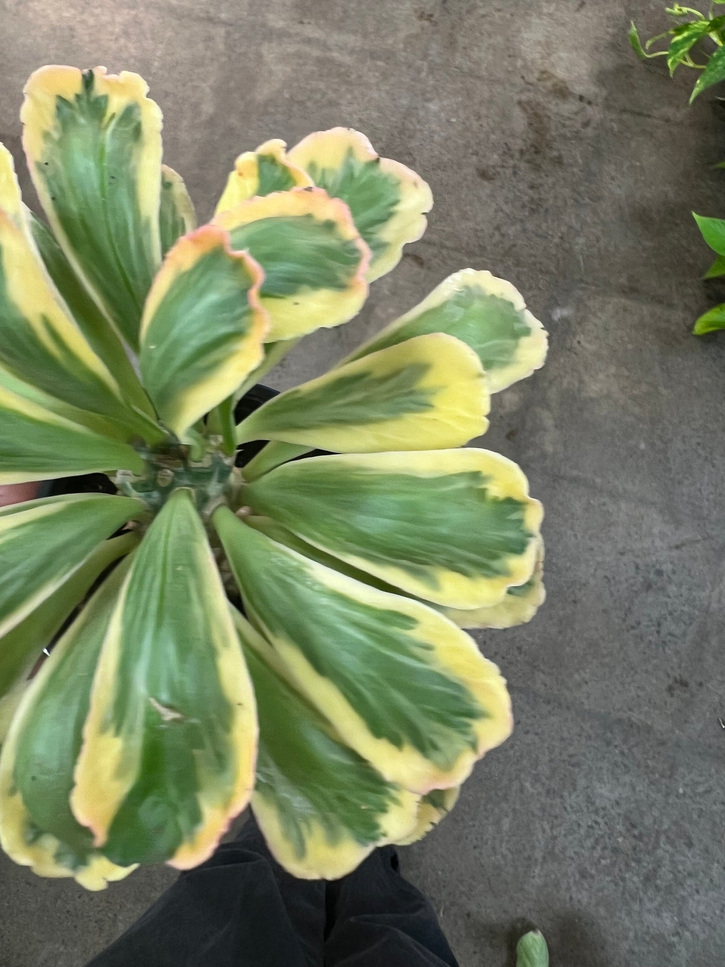 Euphorbia Poissonii Variegata