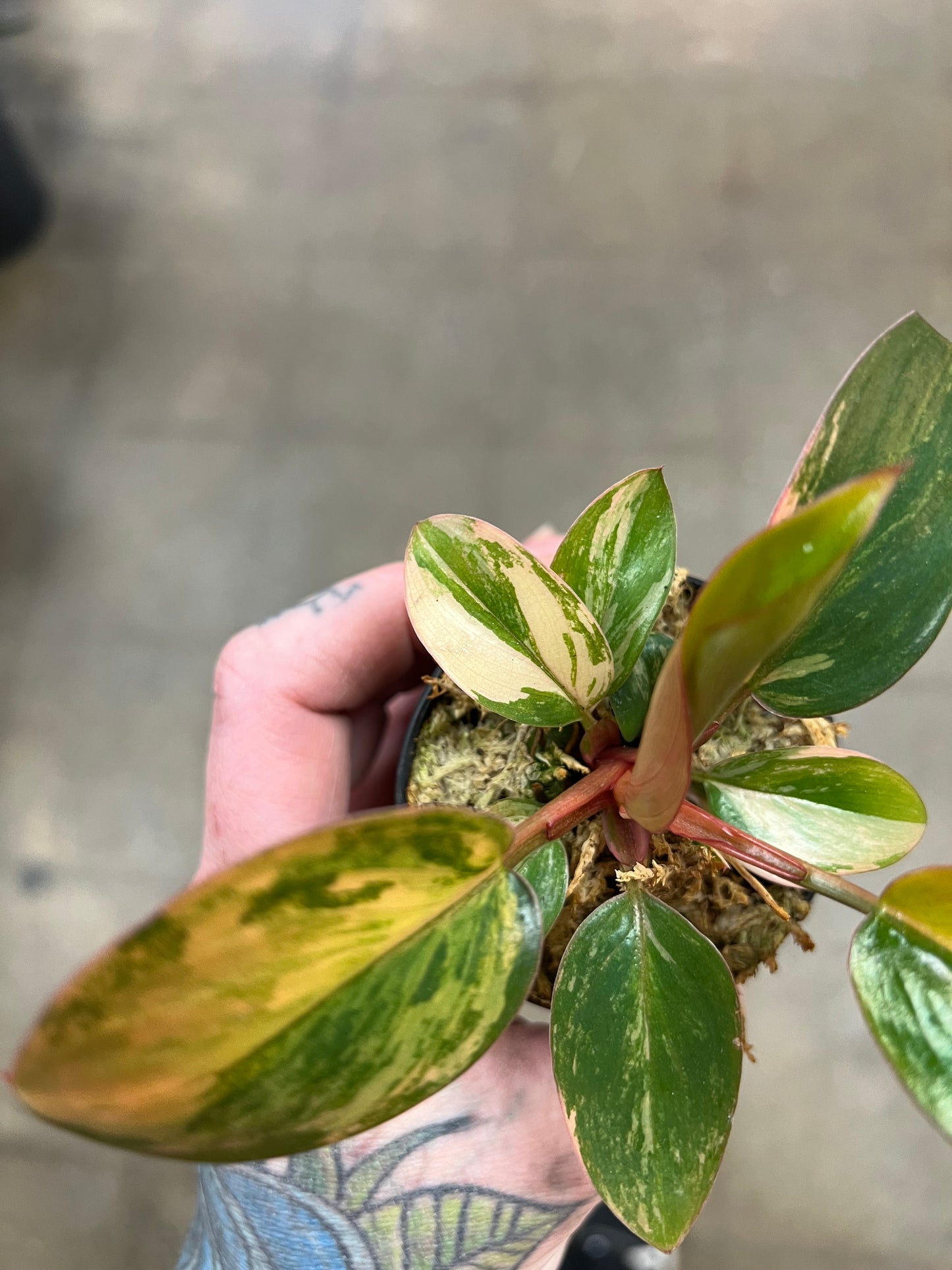 Philodendron Red Congo Variegated