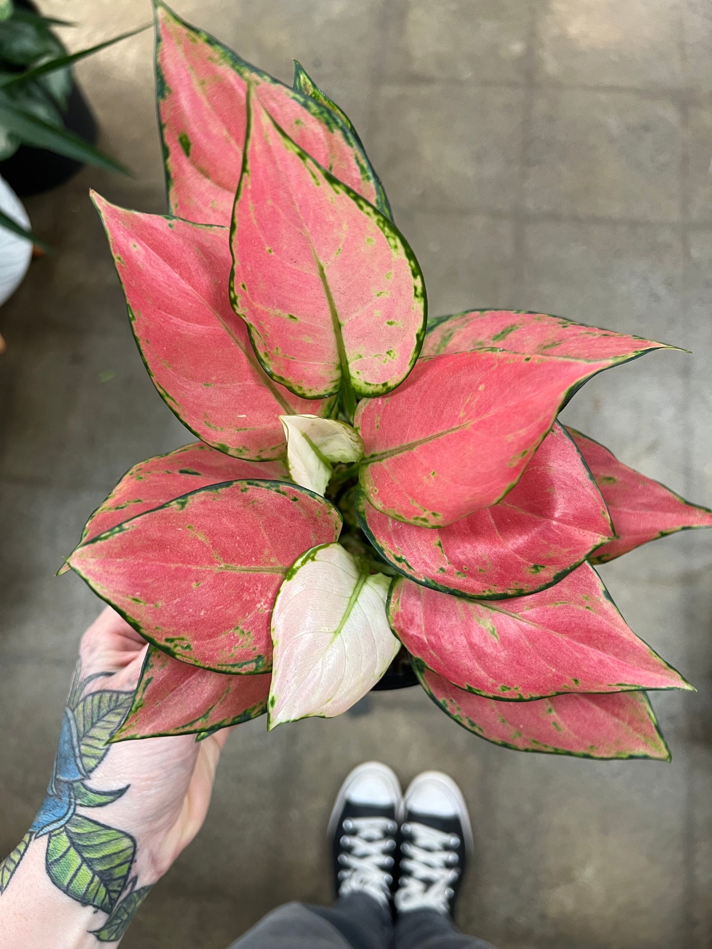 Aglaonema Red Zircon