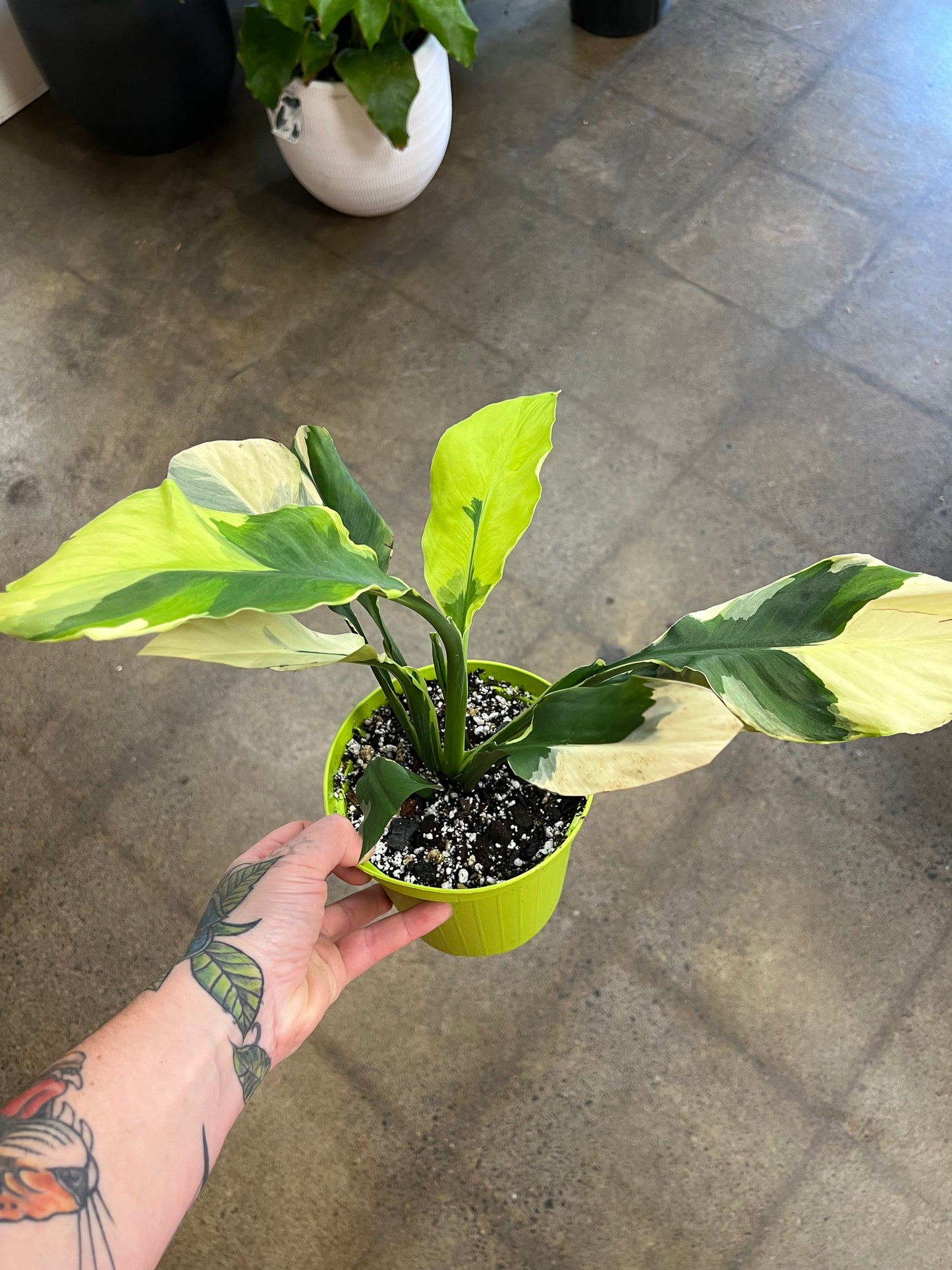 Spathiphyllum Delhi Neon