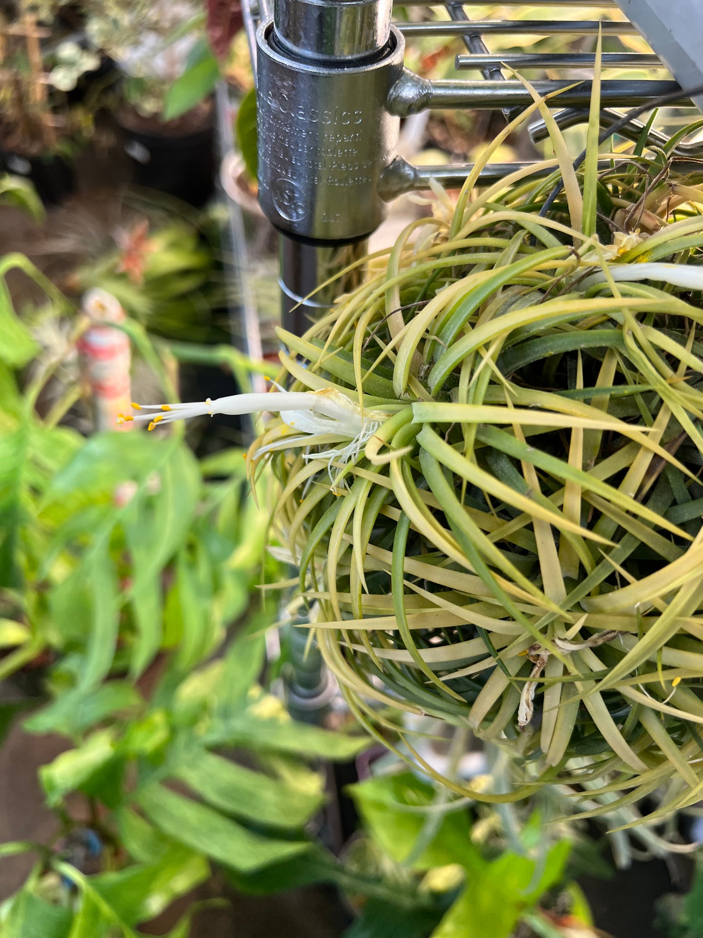 Tillandsia Ionantha Druid XXL