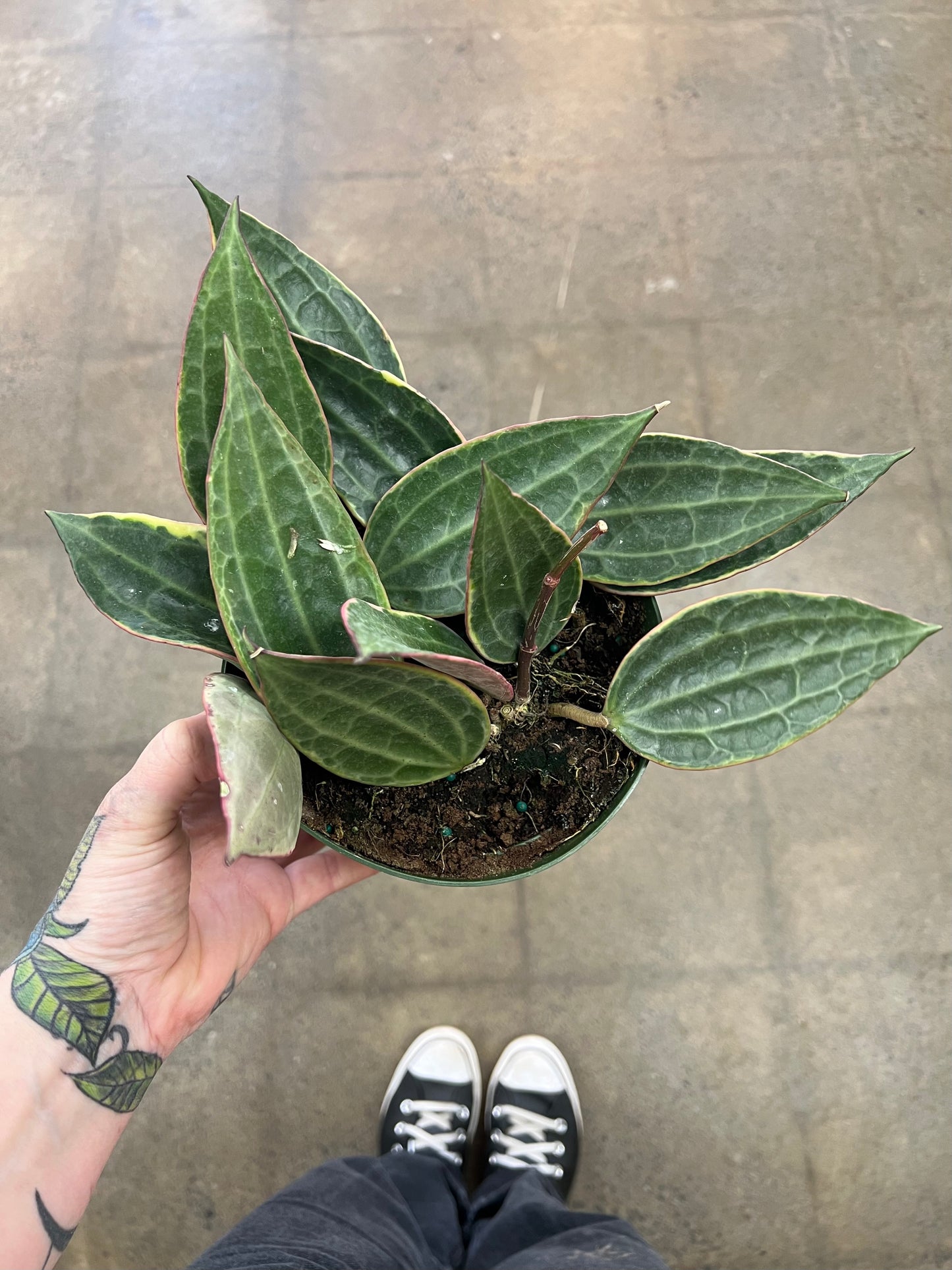 Hoya Macrophylla