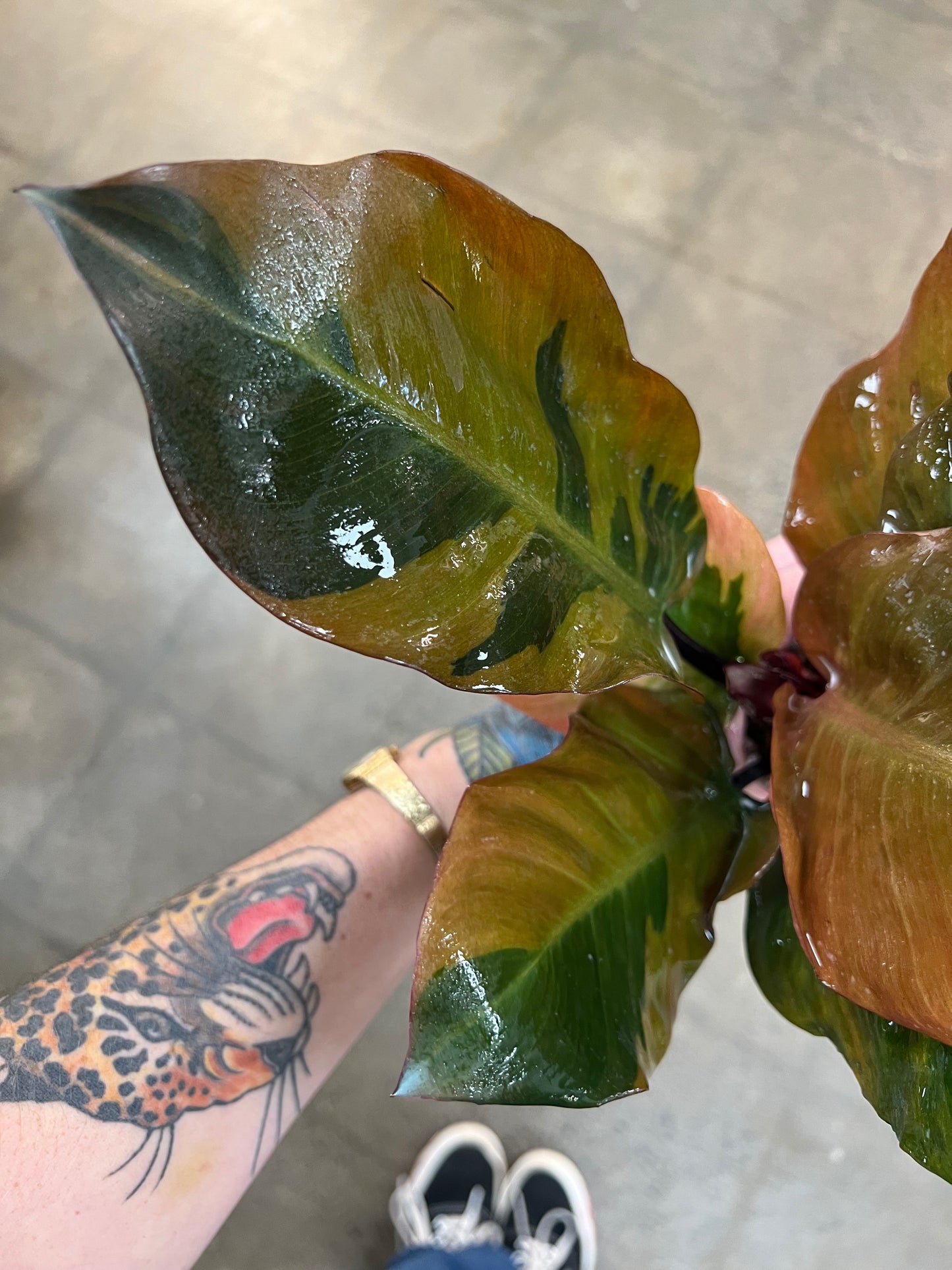 Philodendron Black Cardinal Variegata