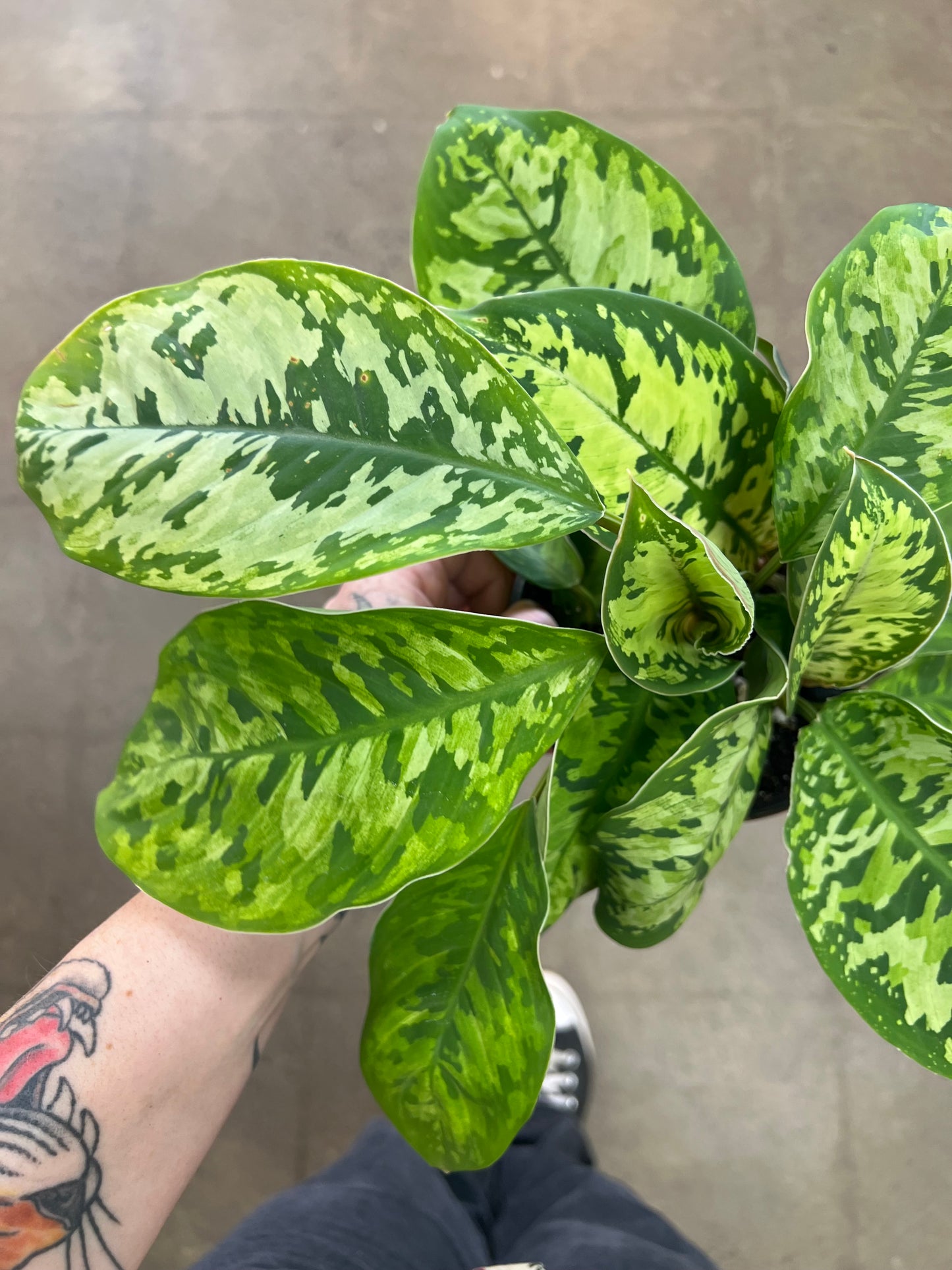 Homalonema Camouflage