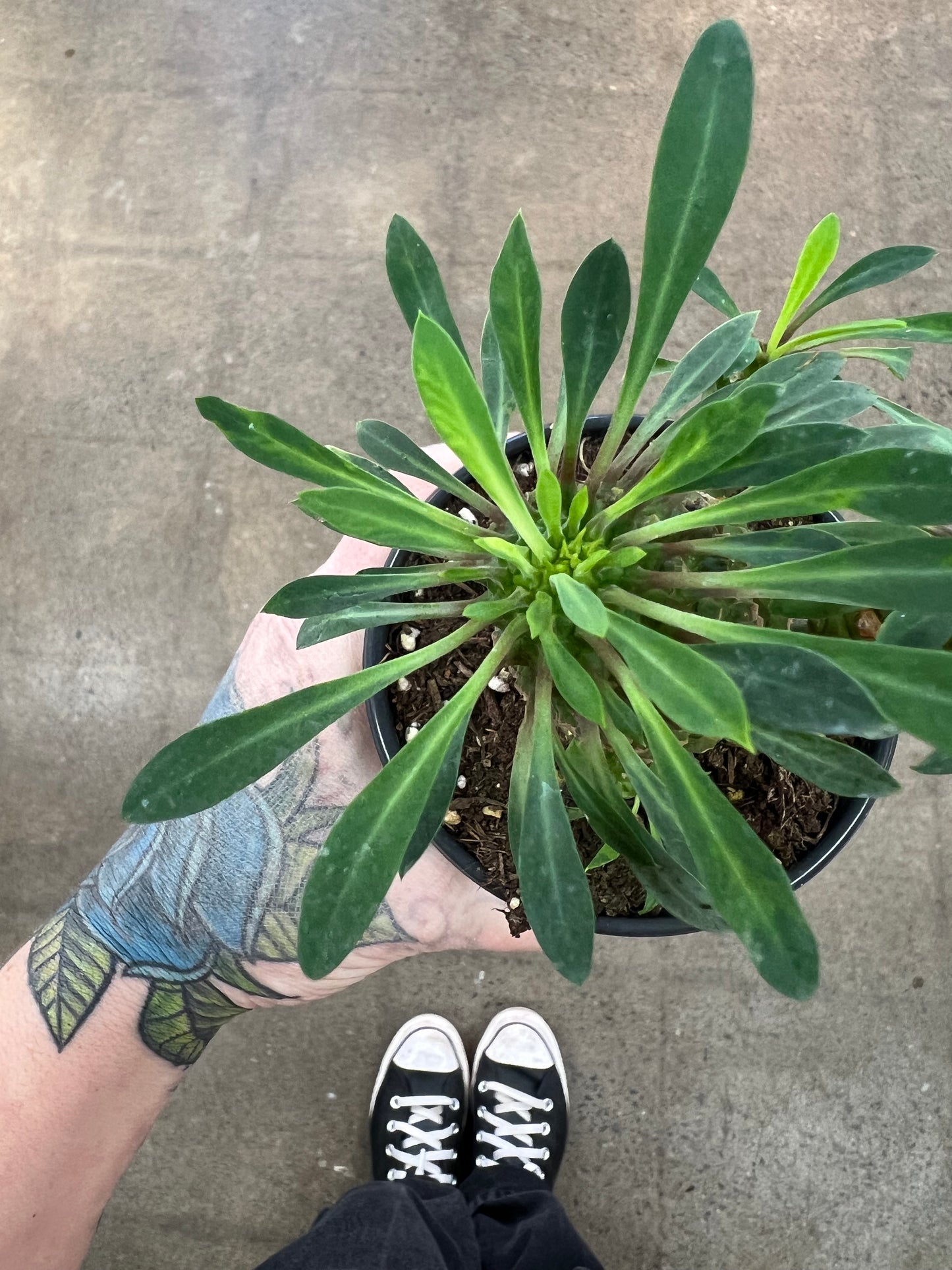 Euphorbia Hypogaea