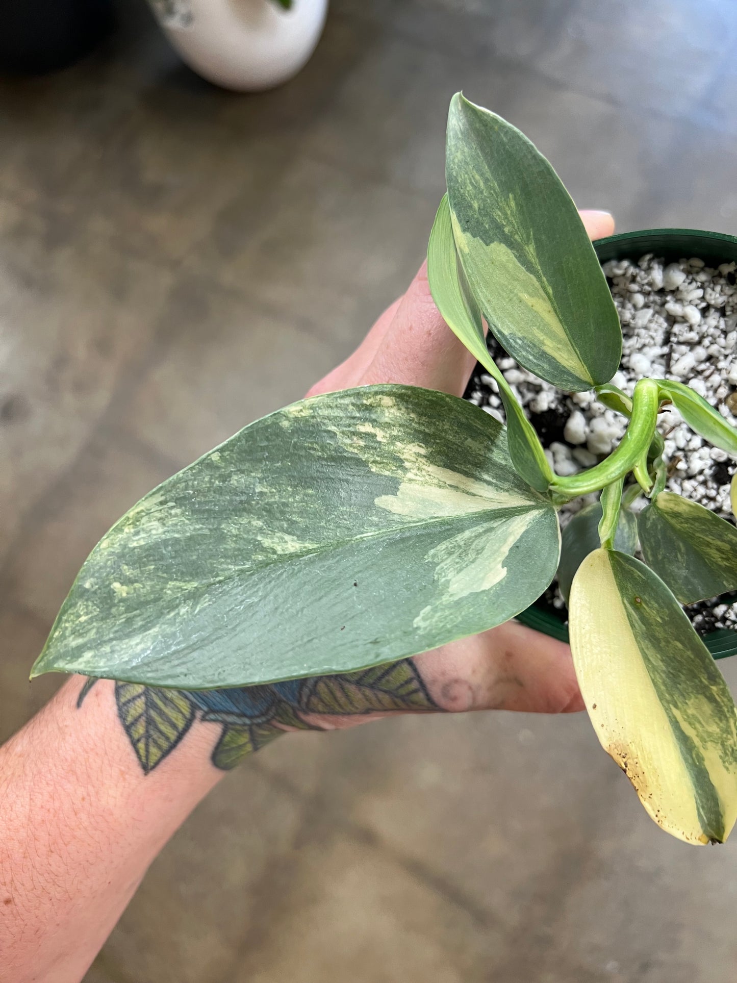 Philodendron Silver Sword Variegated