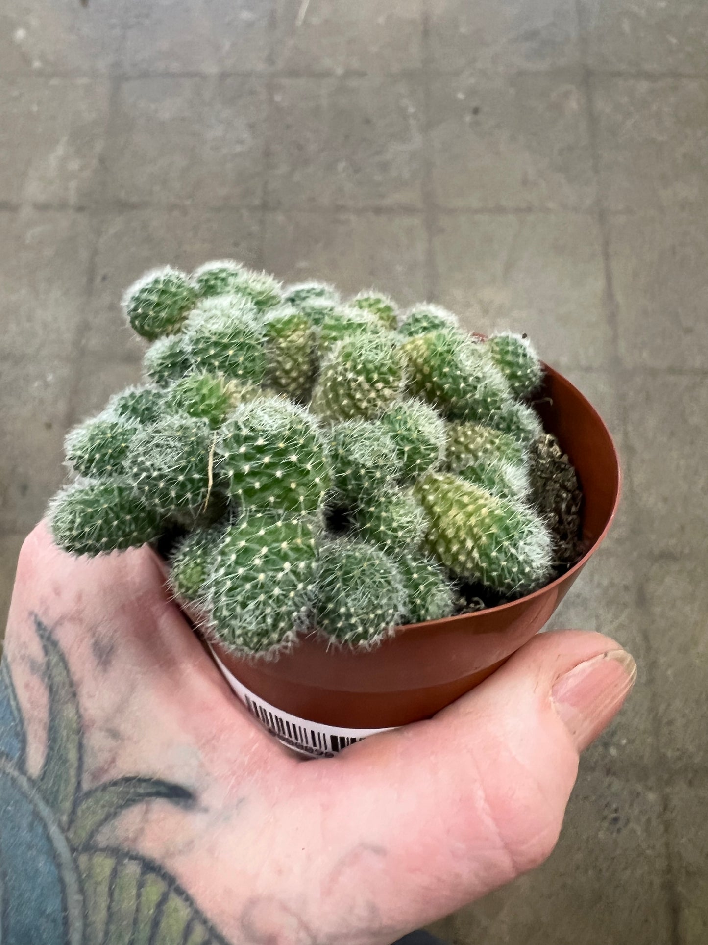 Rebutia Fabrisii