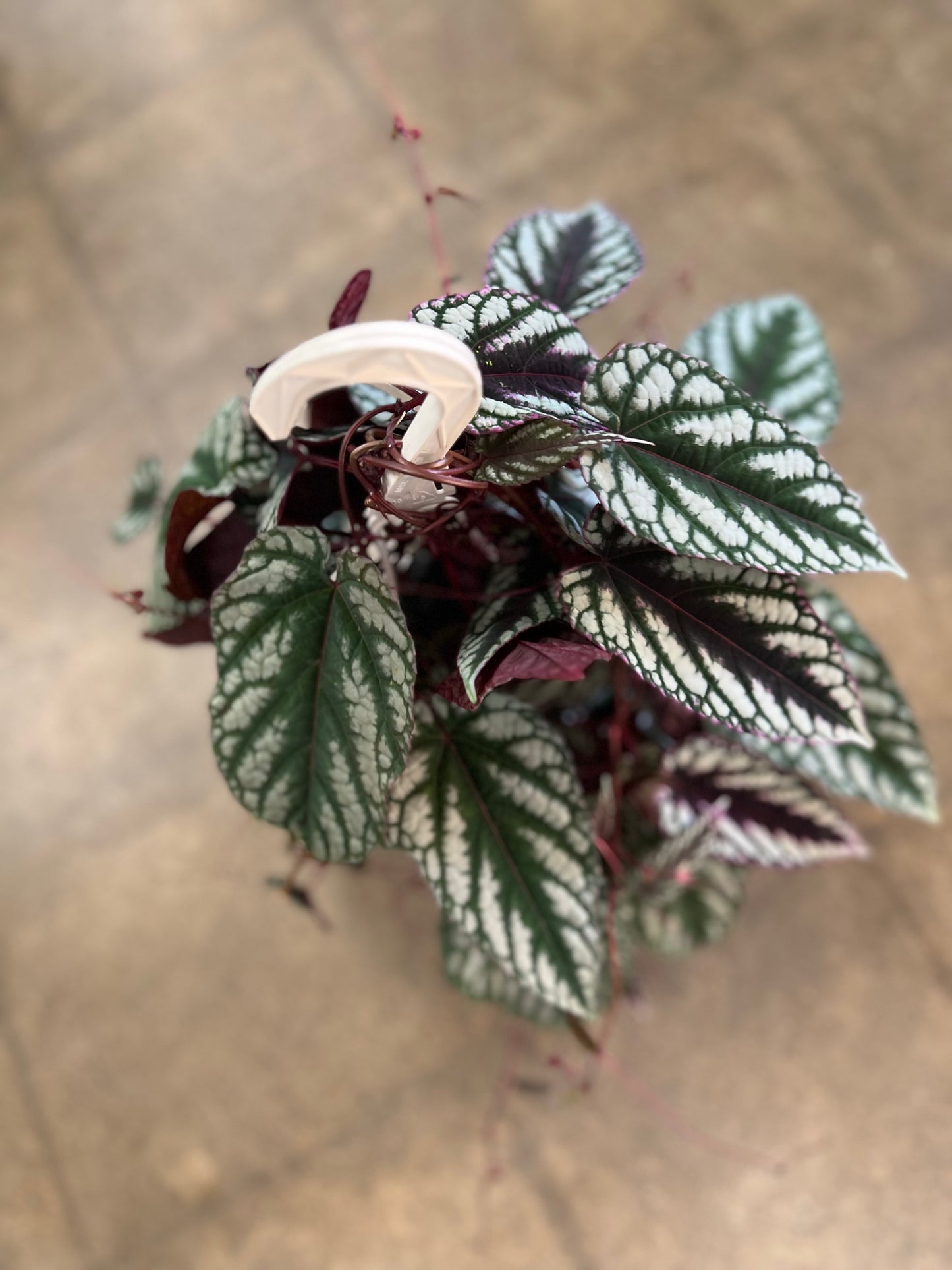 Cissus Discolor