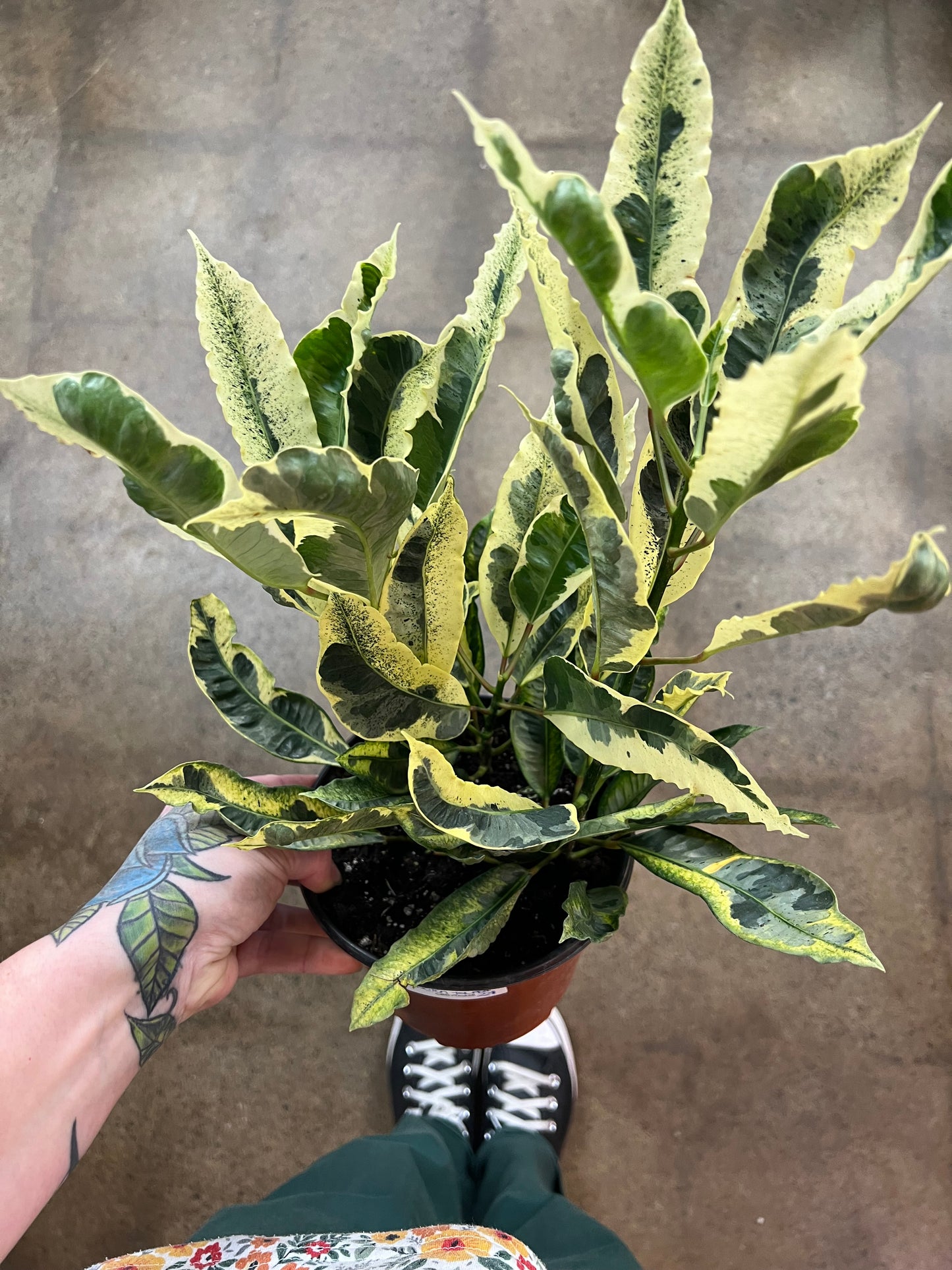 Croton Tamara