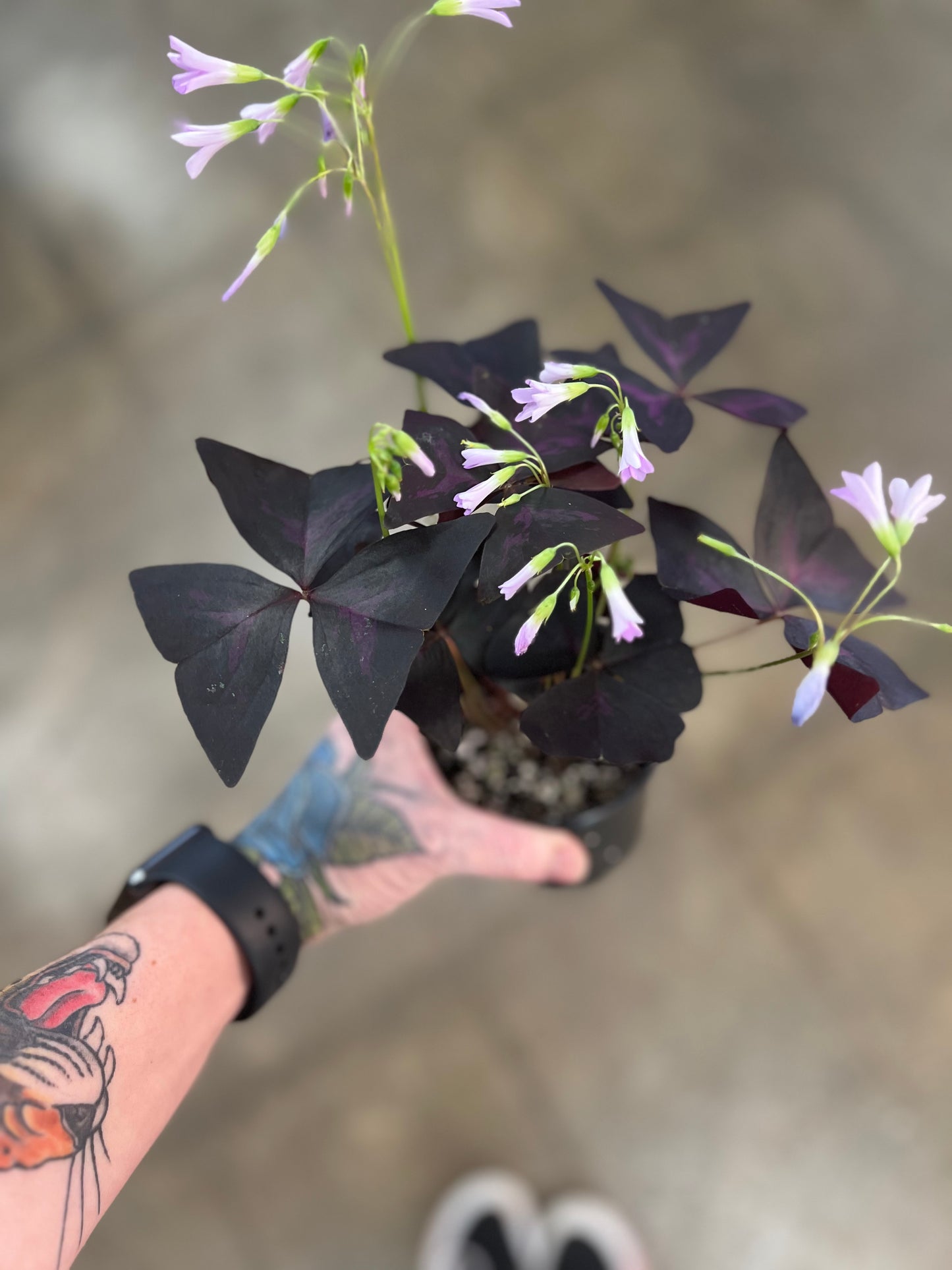 Oxalis Shamrock Rouge