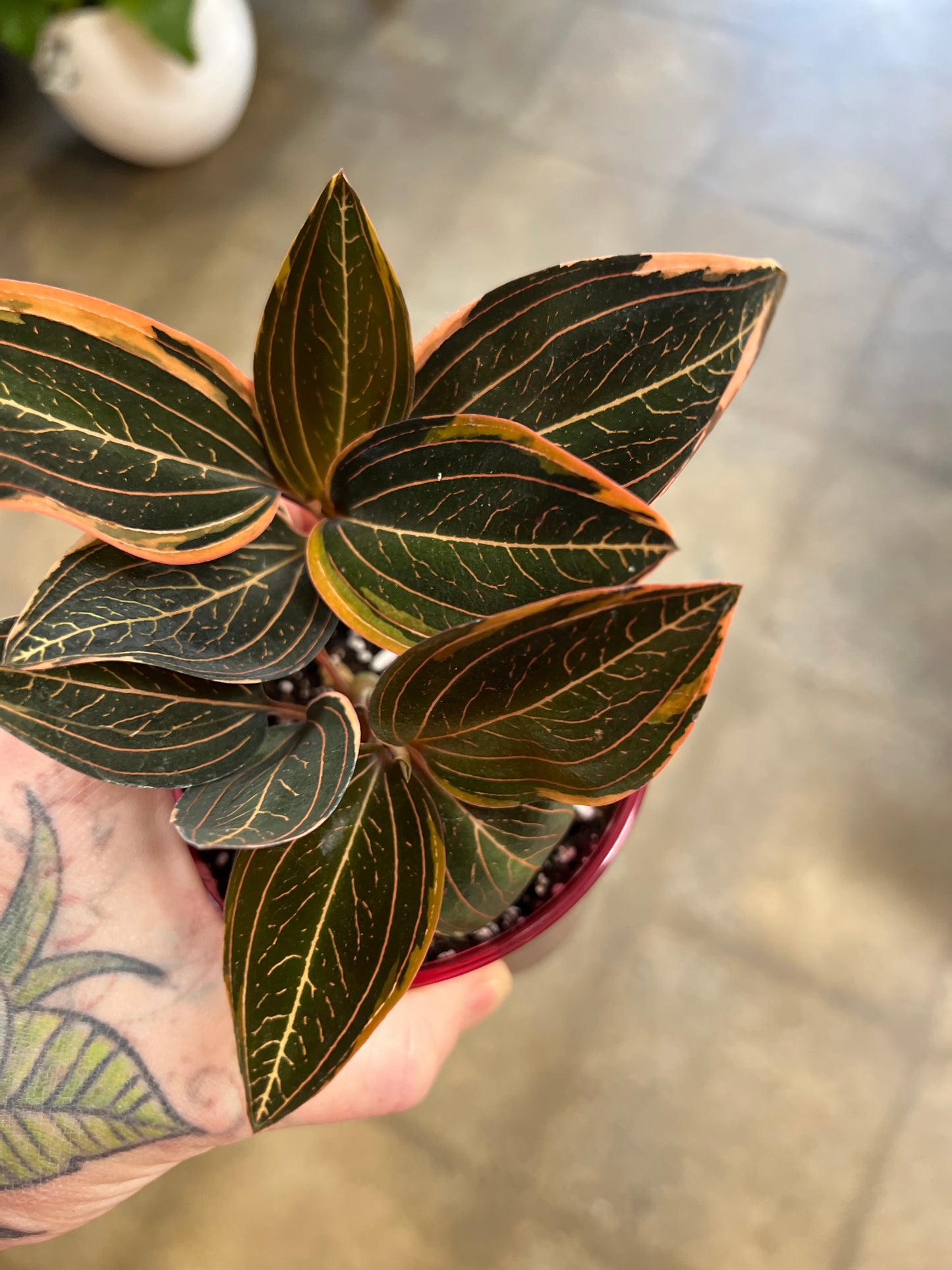 Jewel Orchid / Ludisia discolor