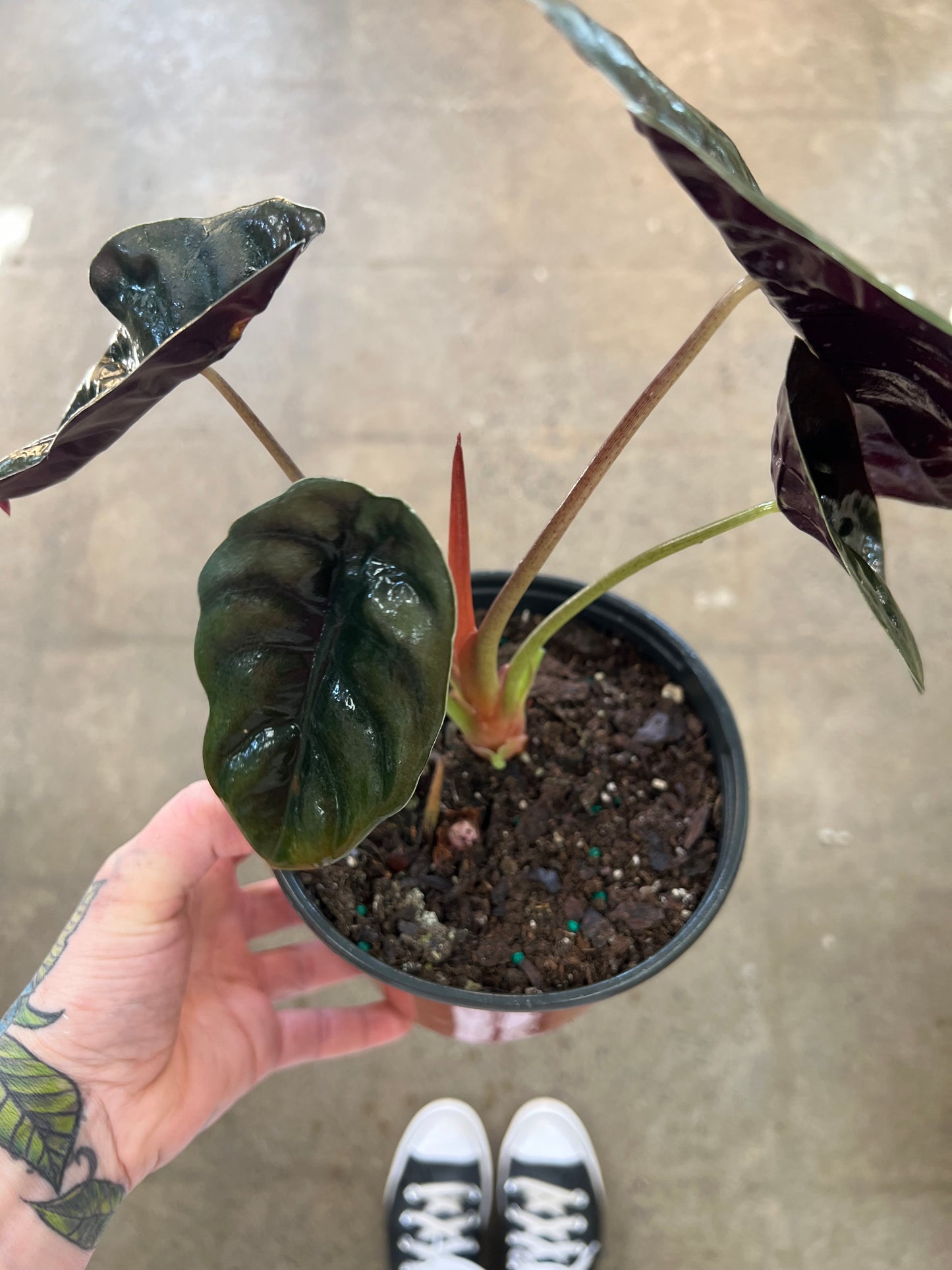 Alocasia Cuprea Red