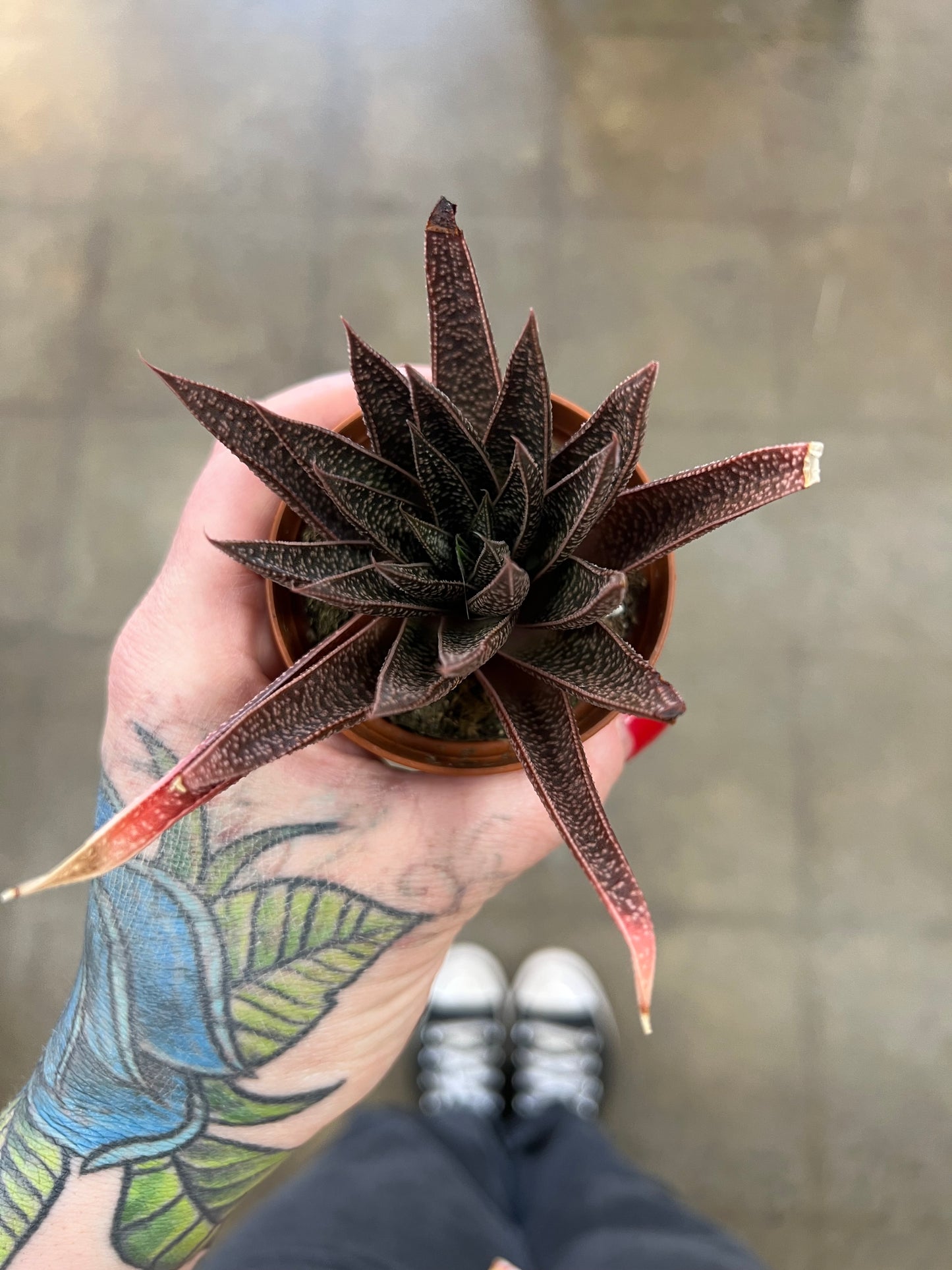 Gasteria Bastesiana Hybrid