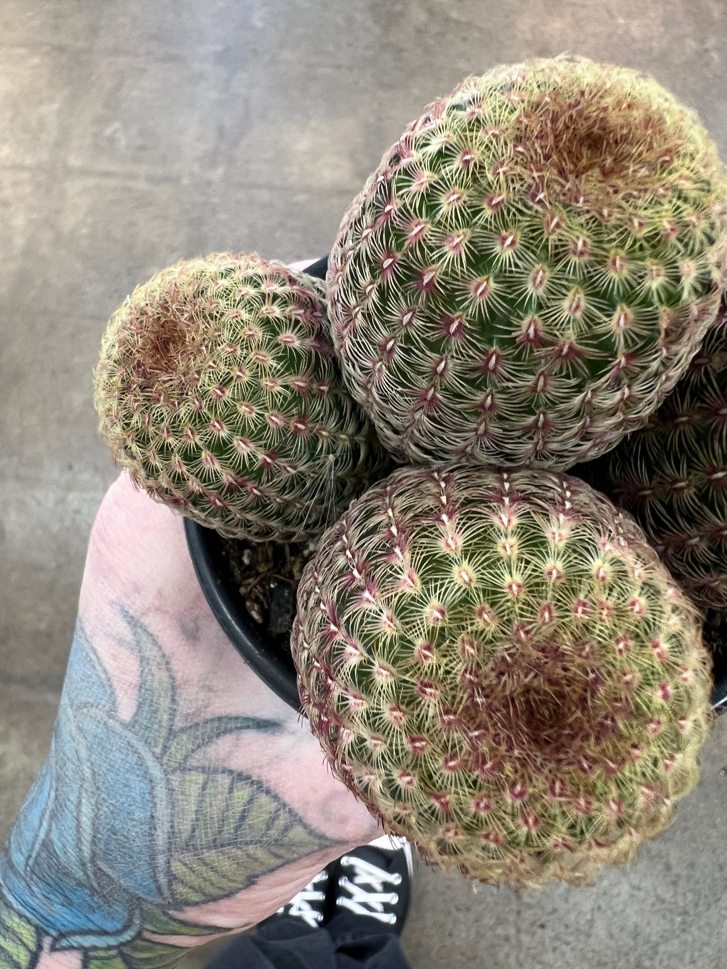 Echinocereus Rugidissimus