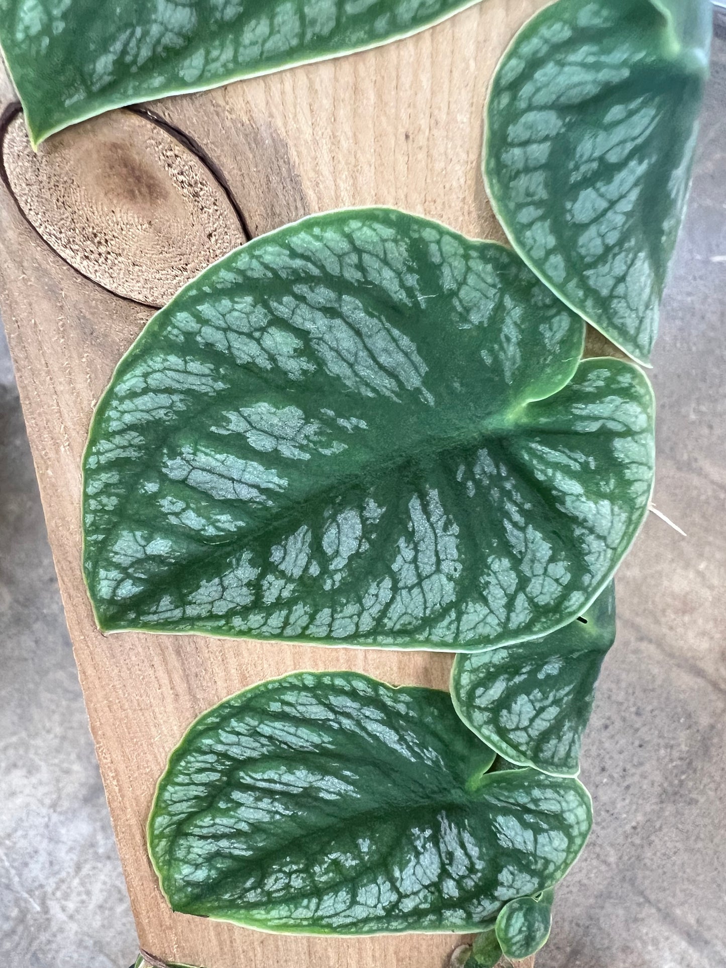 Monstera Dubia
