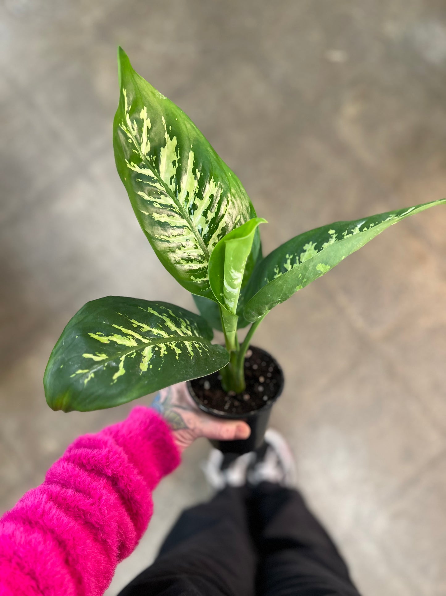 Dieffenbachia Tropic Snow