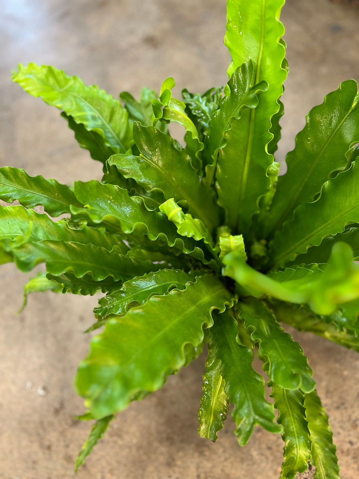 Fern Asplenium Birdnest