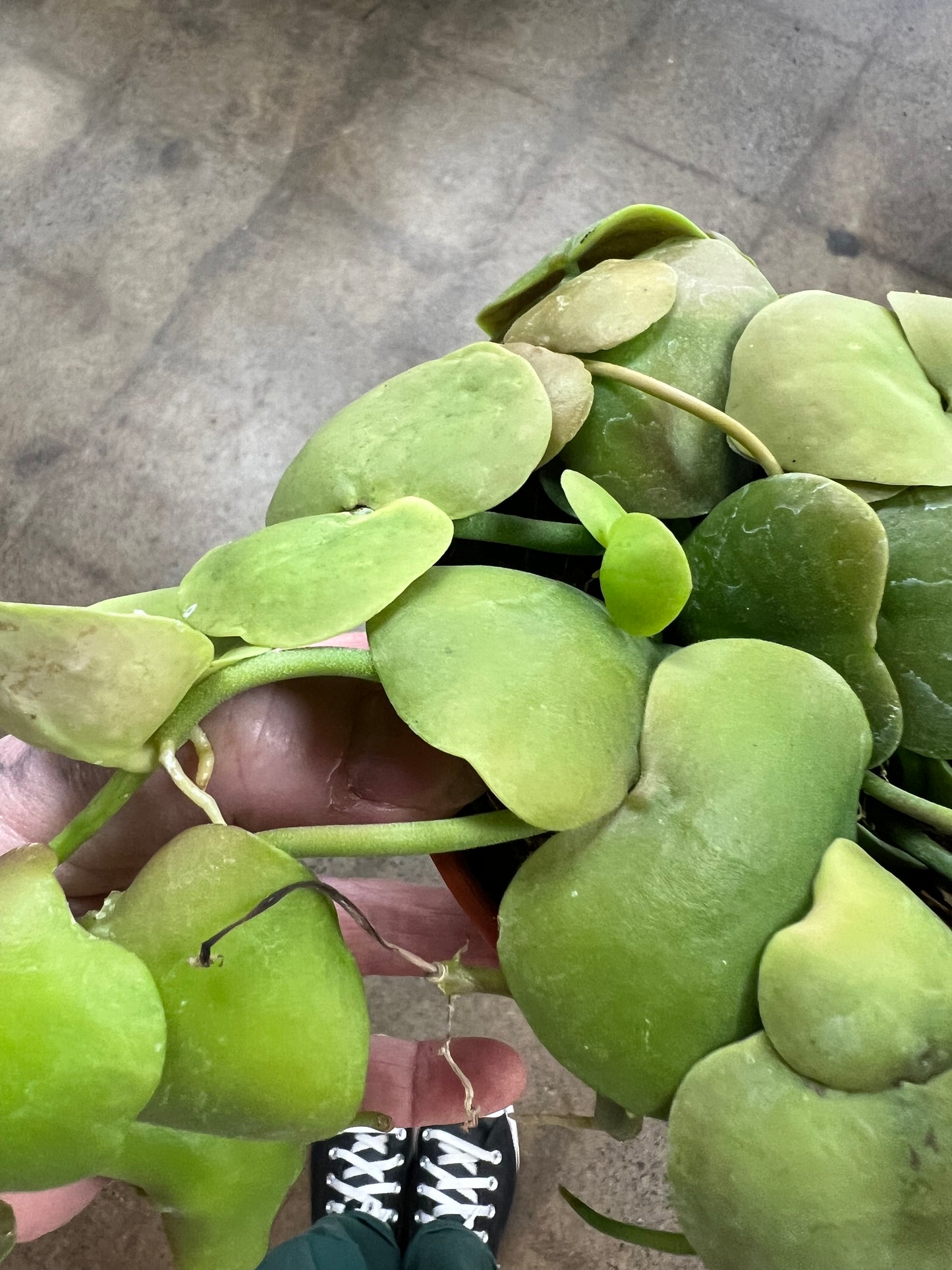 Dischidia Platyphylla