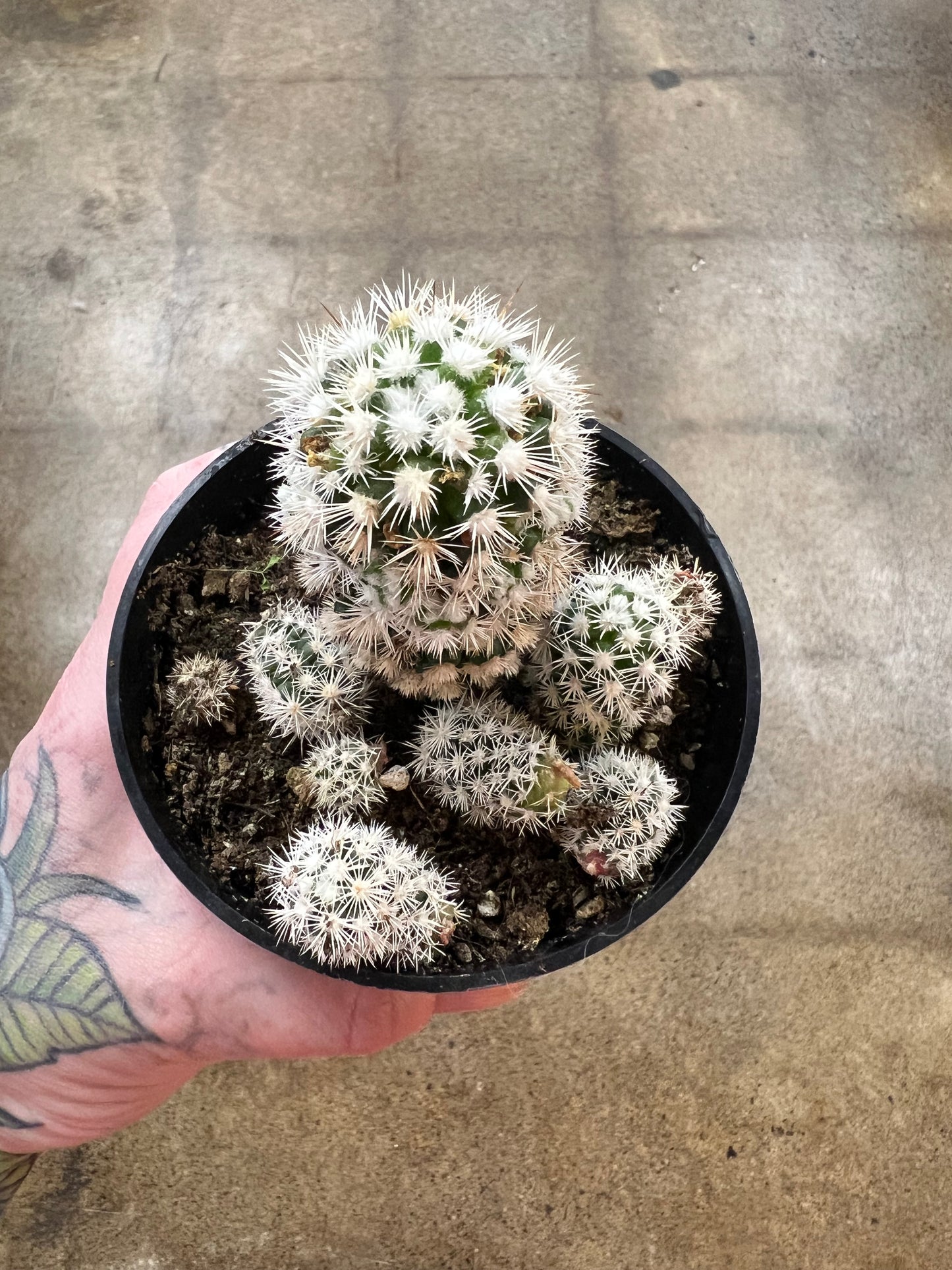 Mammillaria Gracilis Fragilis Arizona Snow