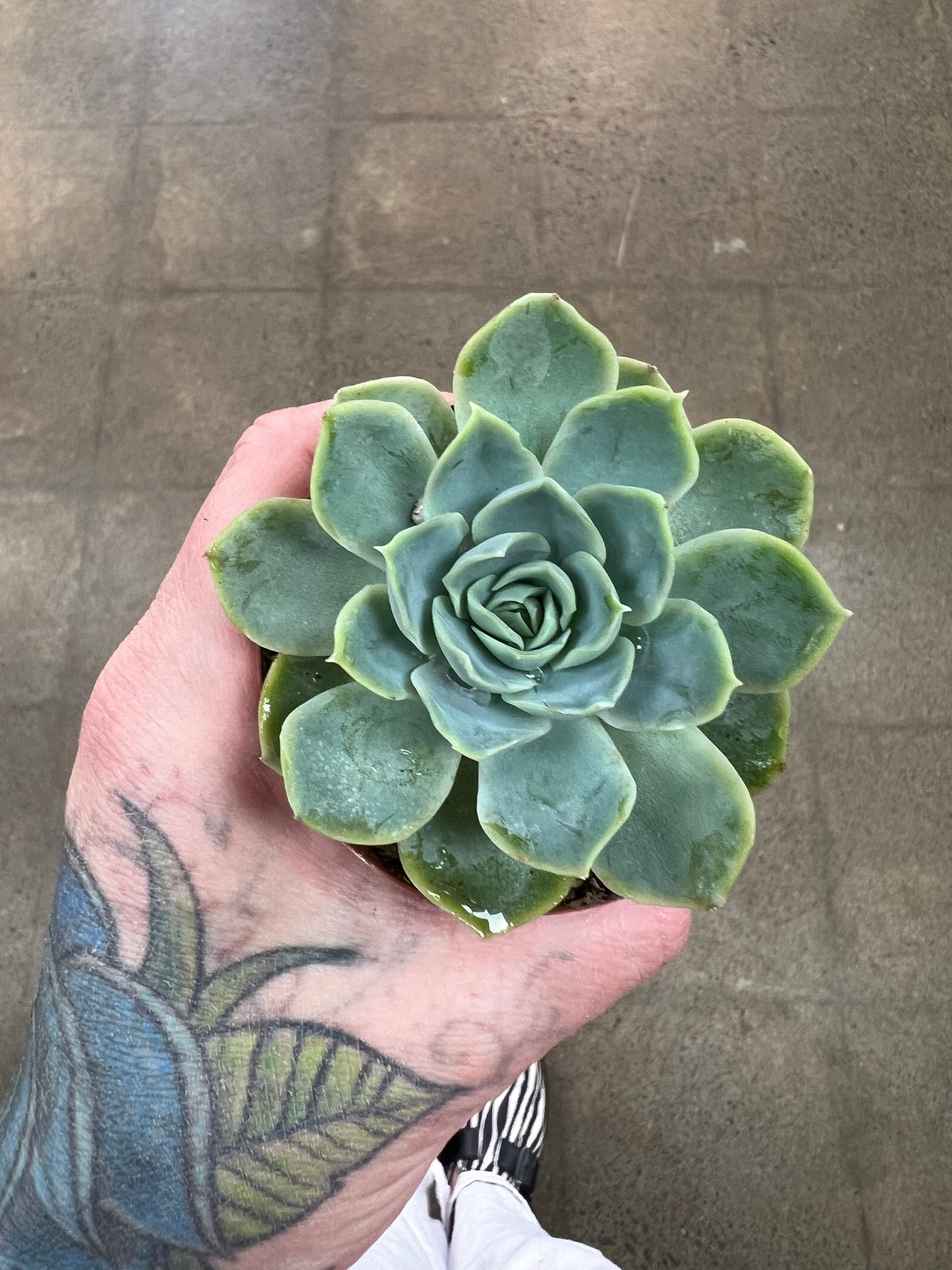 Succulentes 2.5