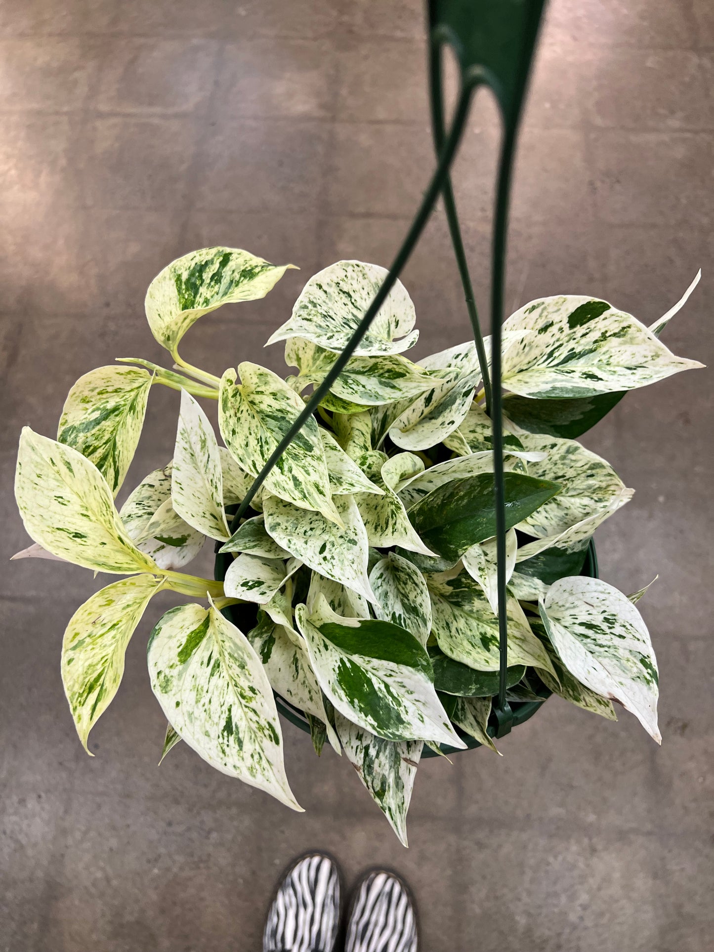 Pothos Snow Queen