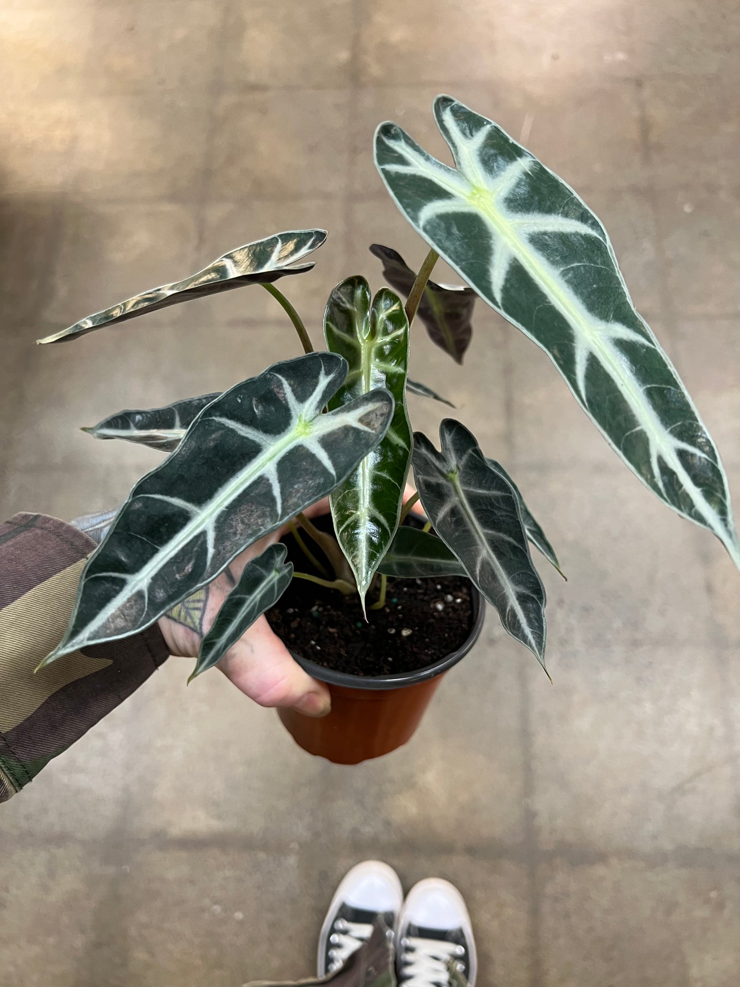Alocasia Bambino