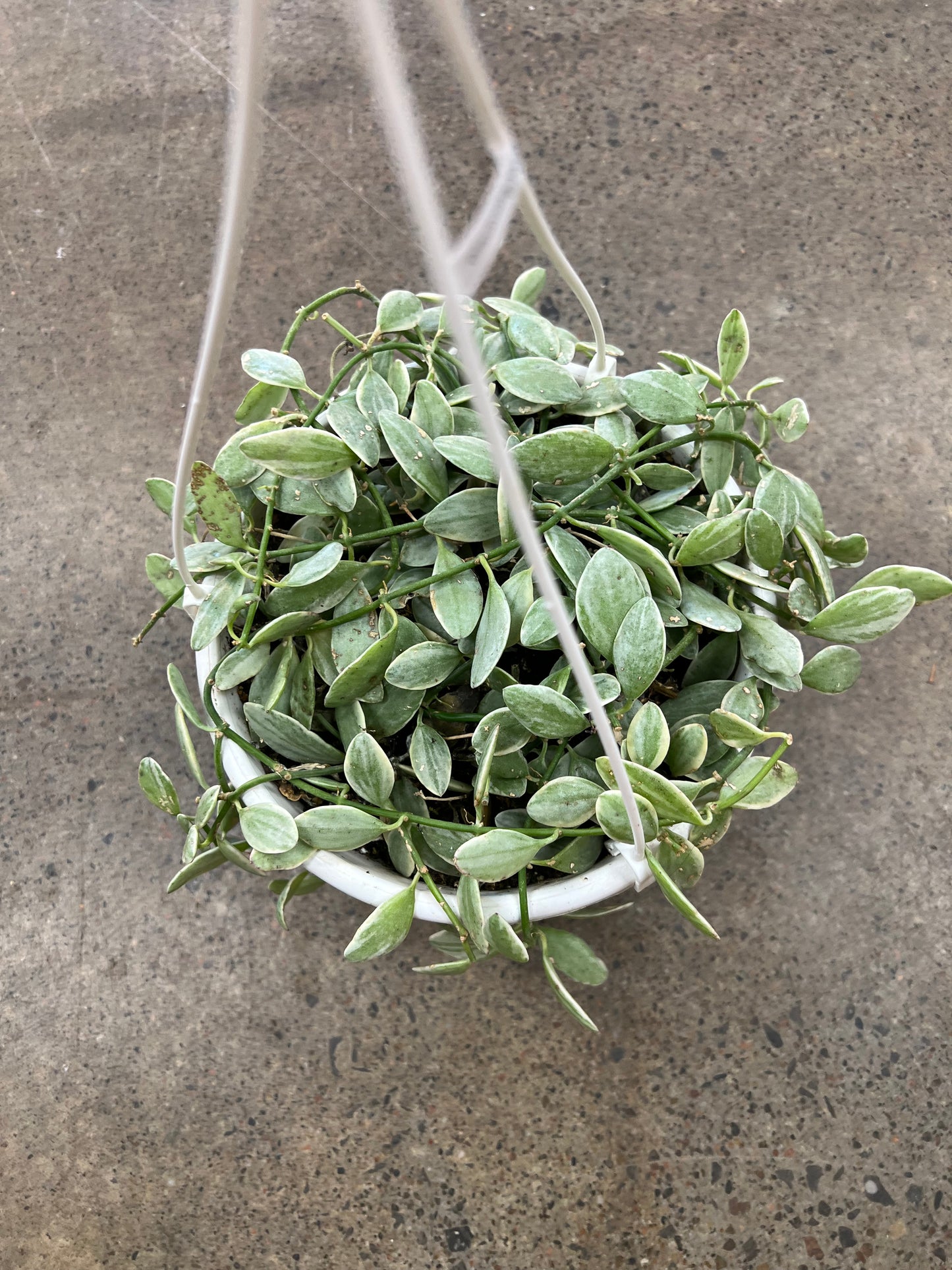 Dischidia White Diamond